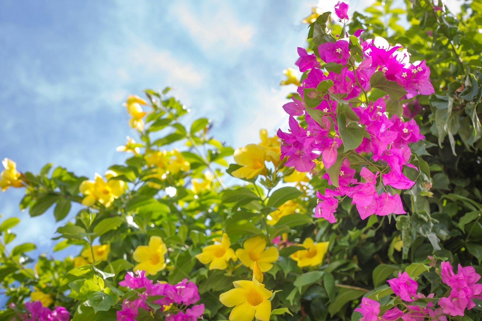 Bougainvillea-Blüten in Pink und Gelb unter einem blauen Himmel