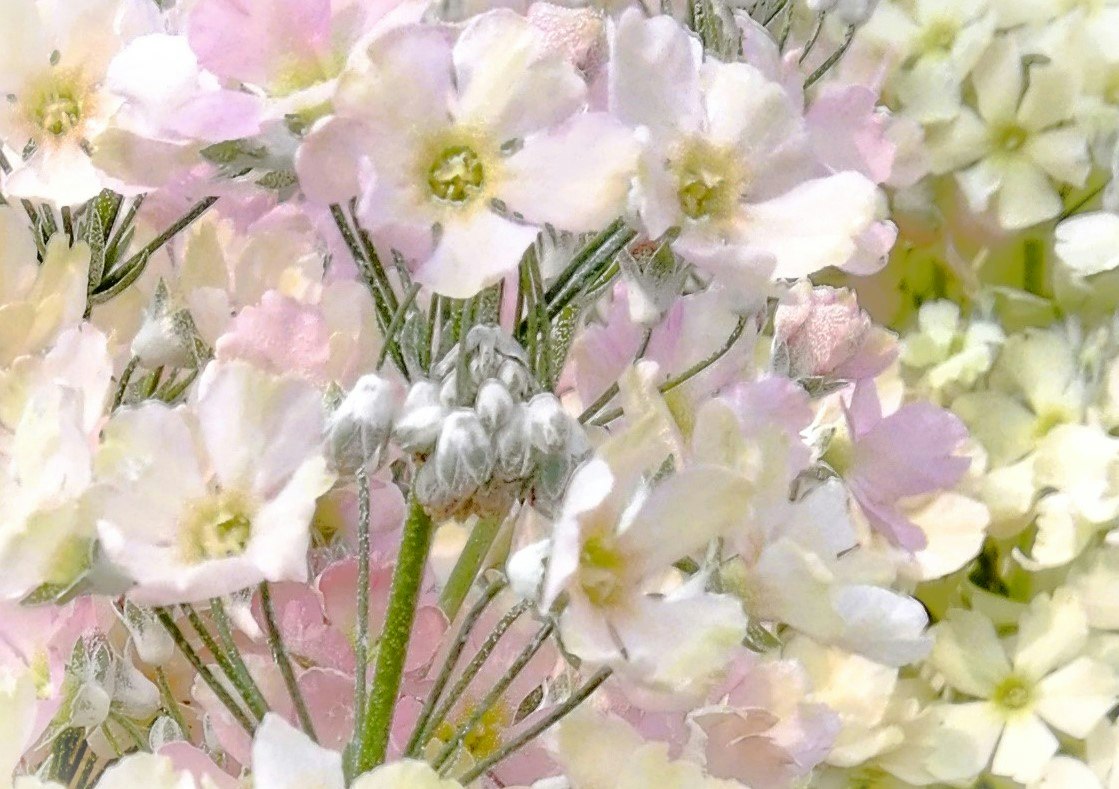 淡い色の花々が密に咲くクローズアップ