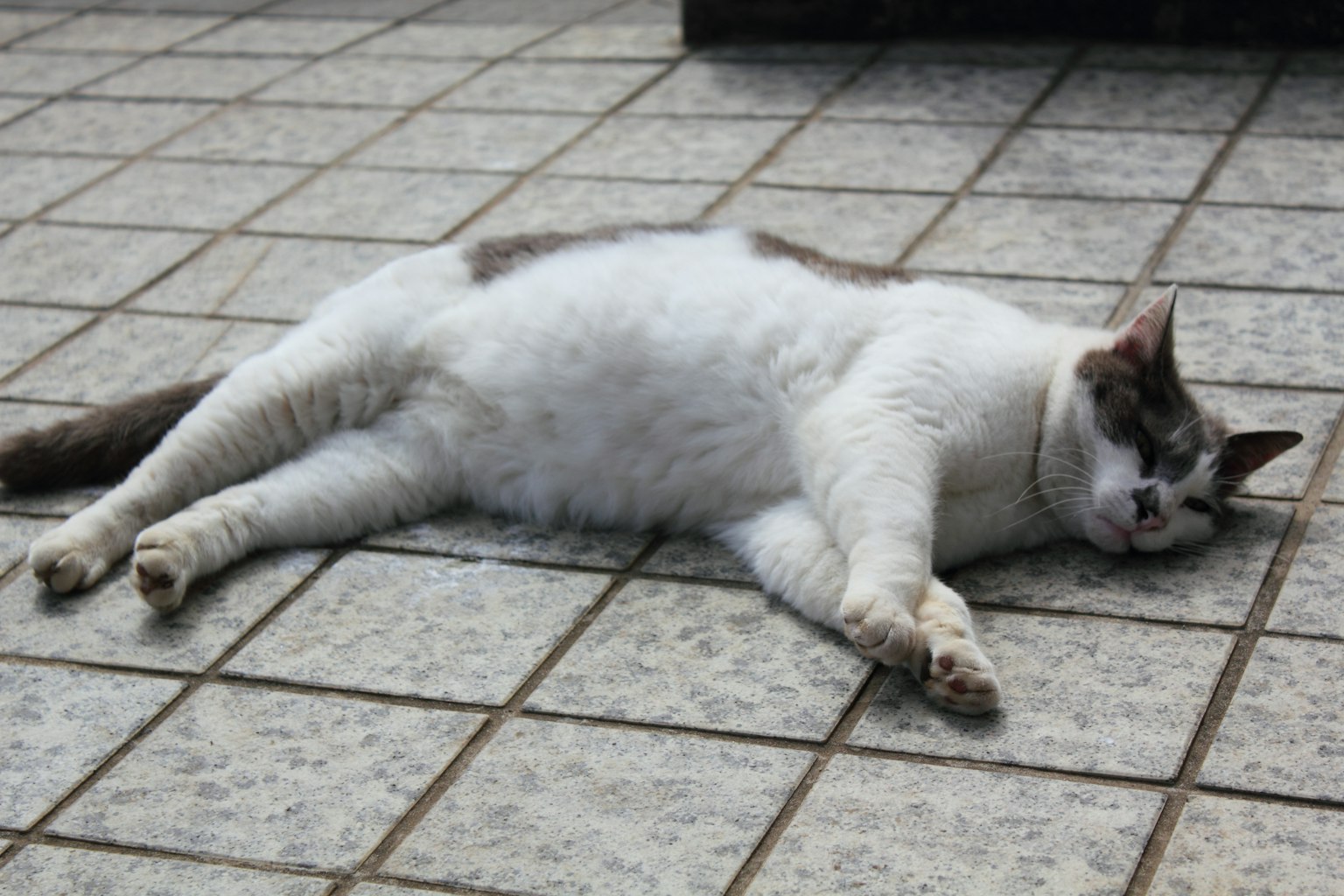 Un gatto bianco e grigio sdraiato sul pavimento
