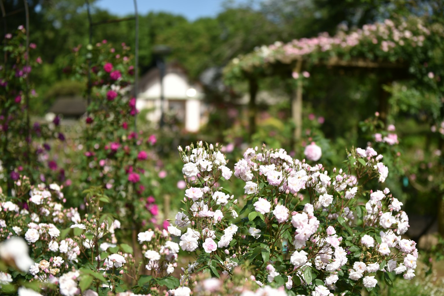 ทิวทัศน์สวนที่สวยงามมีดอกไม้บาน บ้านเล็กและซุ้มมองเห็นอยู่ในพื้นหลัง
