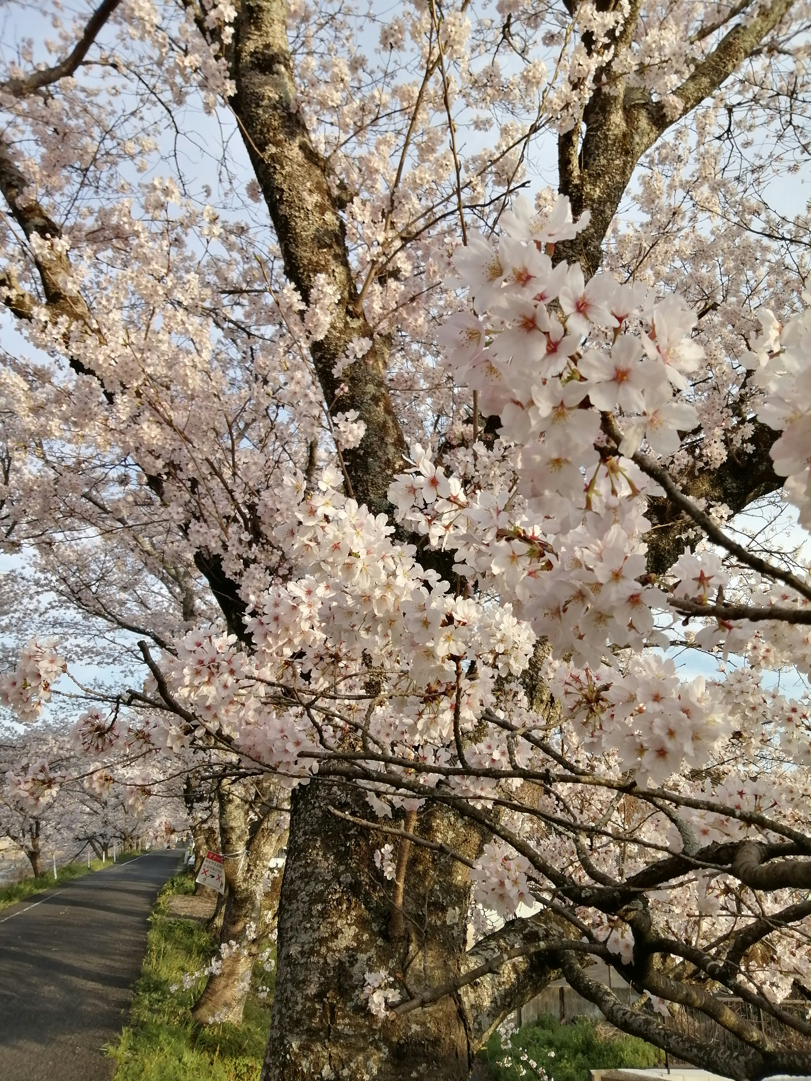 桜の満開が広がる並木道の風景