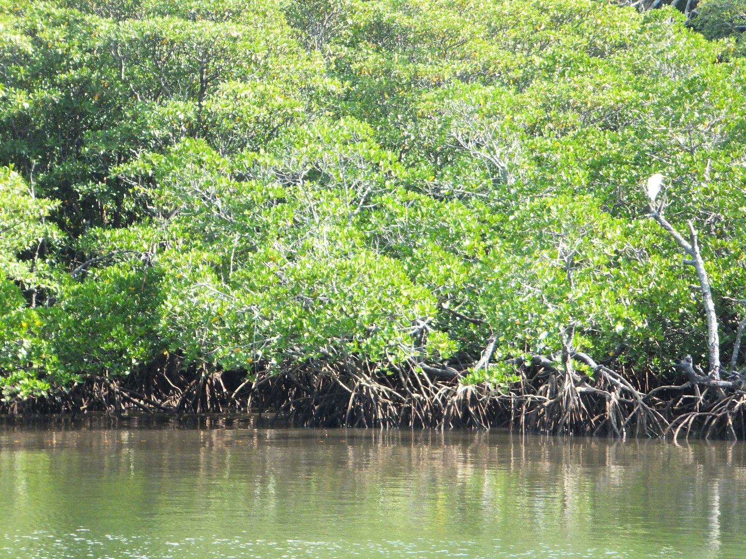Forêt de mangroves luxuriante avec surface d'eau calme