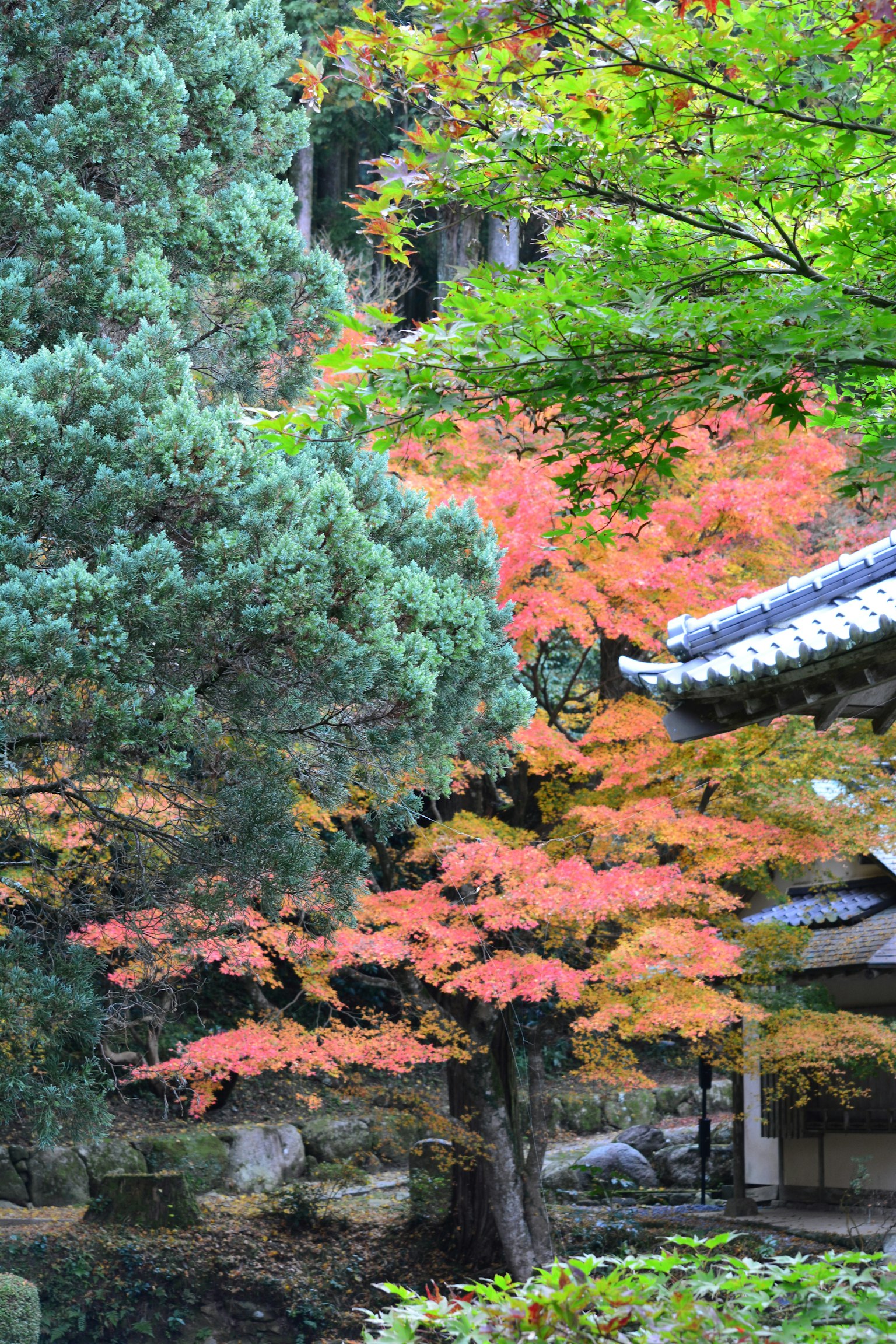 Une scène de jardin japonais serein avec un feuillage d'automne vibrant