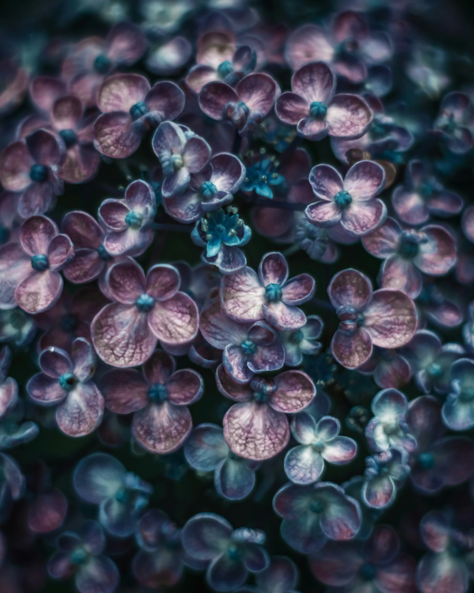 Un'immagine bella di piccoli fiori blu e viola raggruppati