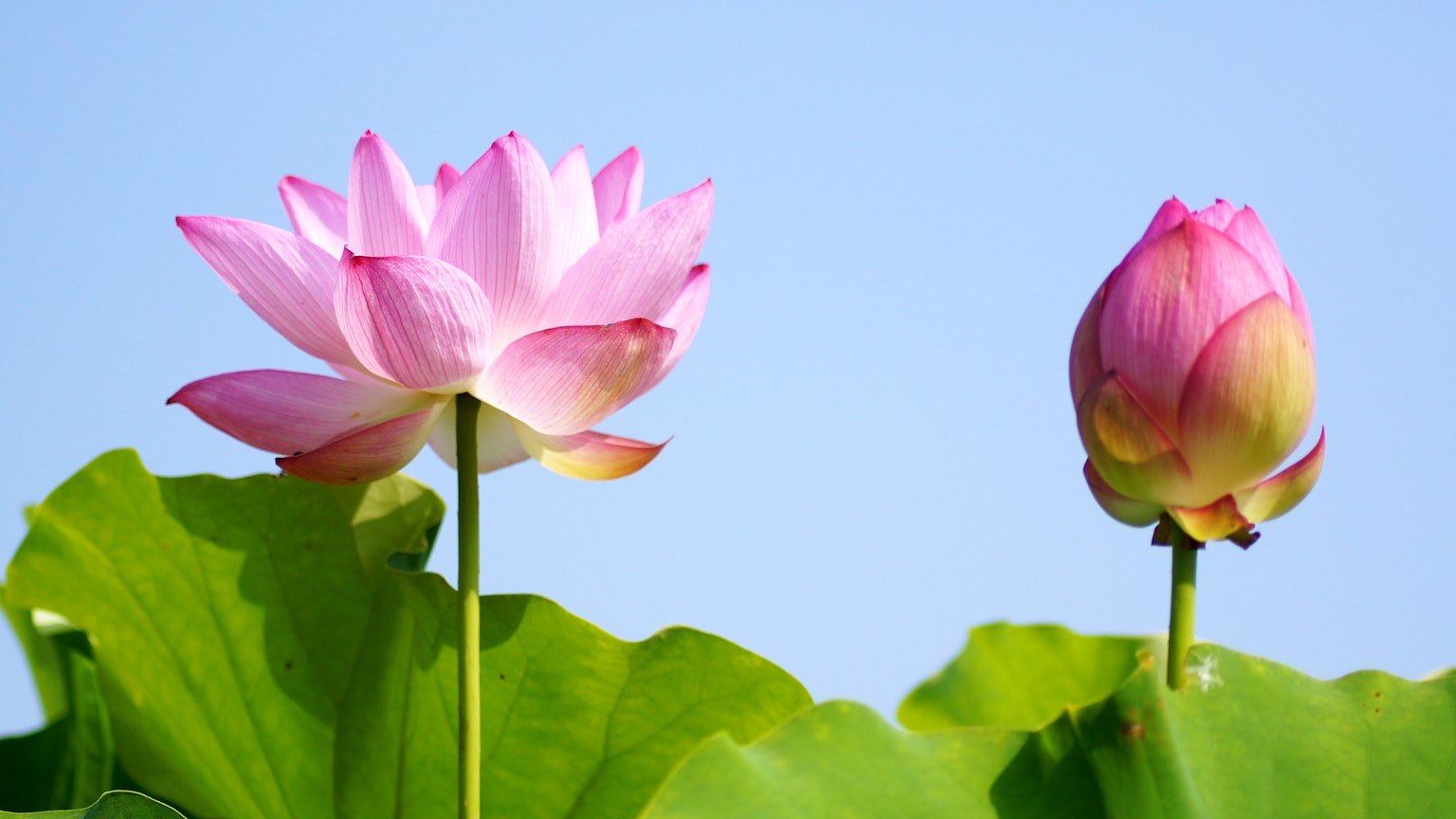 藍天下的粉色蓮花和花蕾