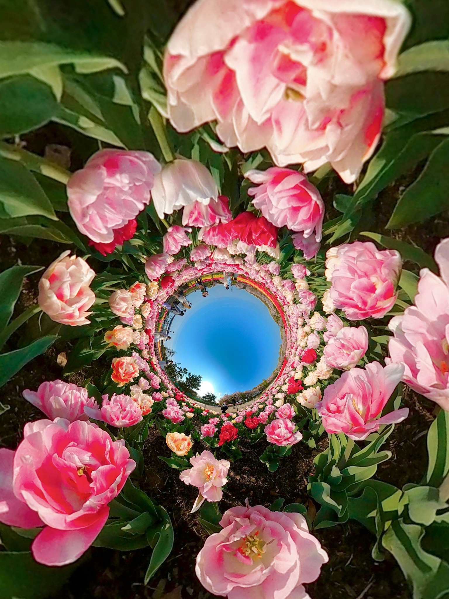 Pemandangan taman yang indah dengan tulip merah muda mengelilingi cermin yang memantulkan langit biru