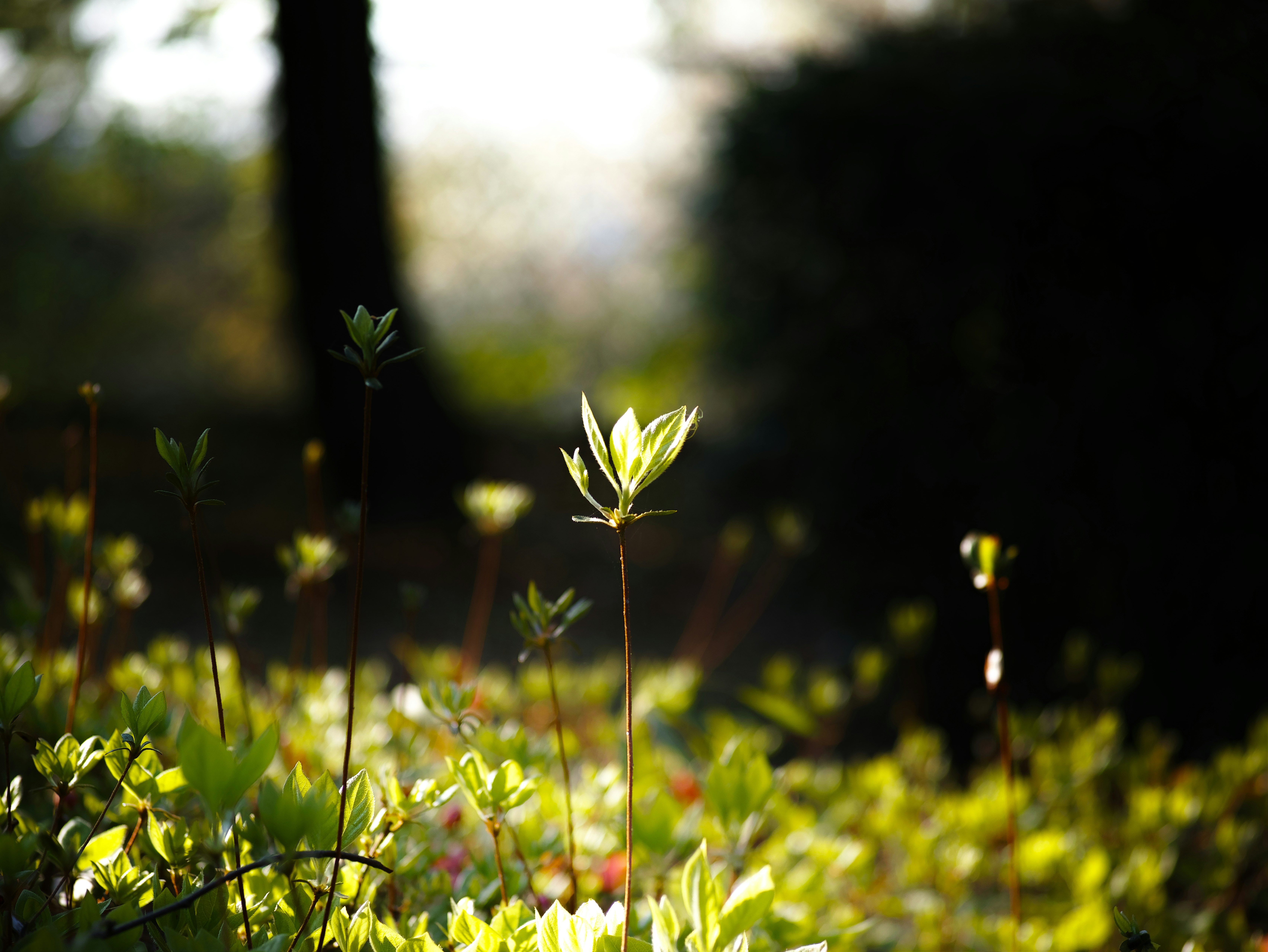 new sprouts and small flowers in a grassy outdoor path