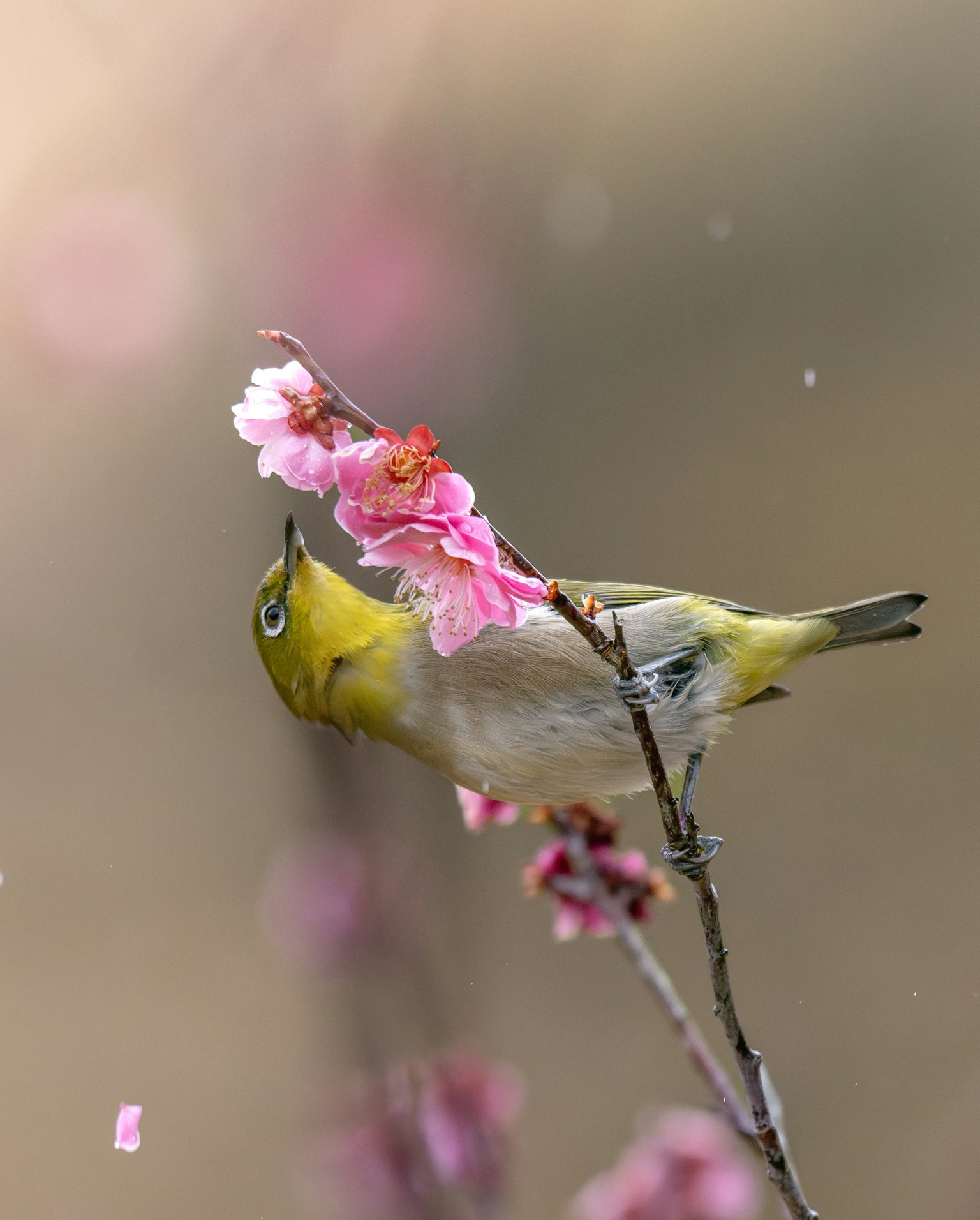 photo-y24XilCwIEUQyBwXkn2B-image