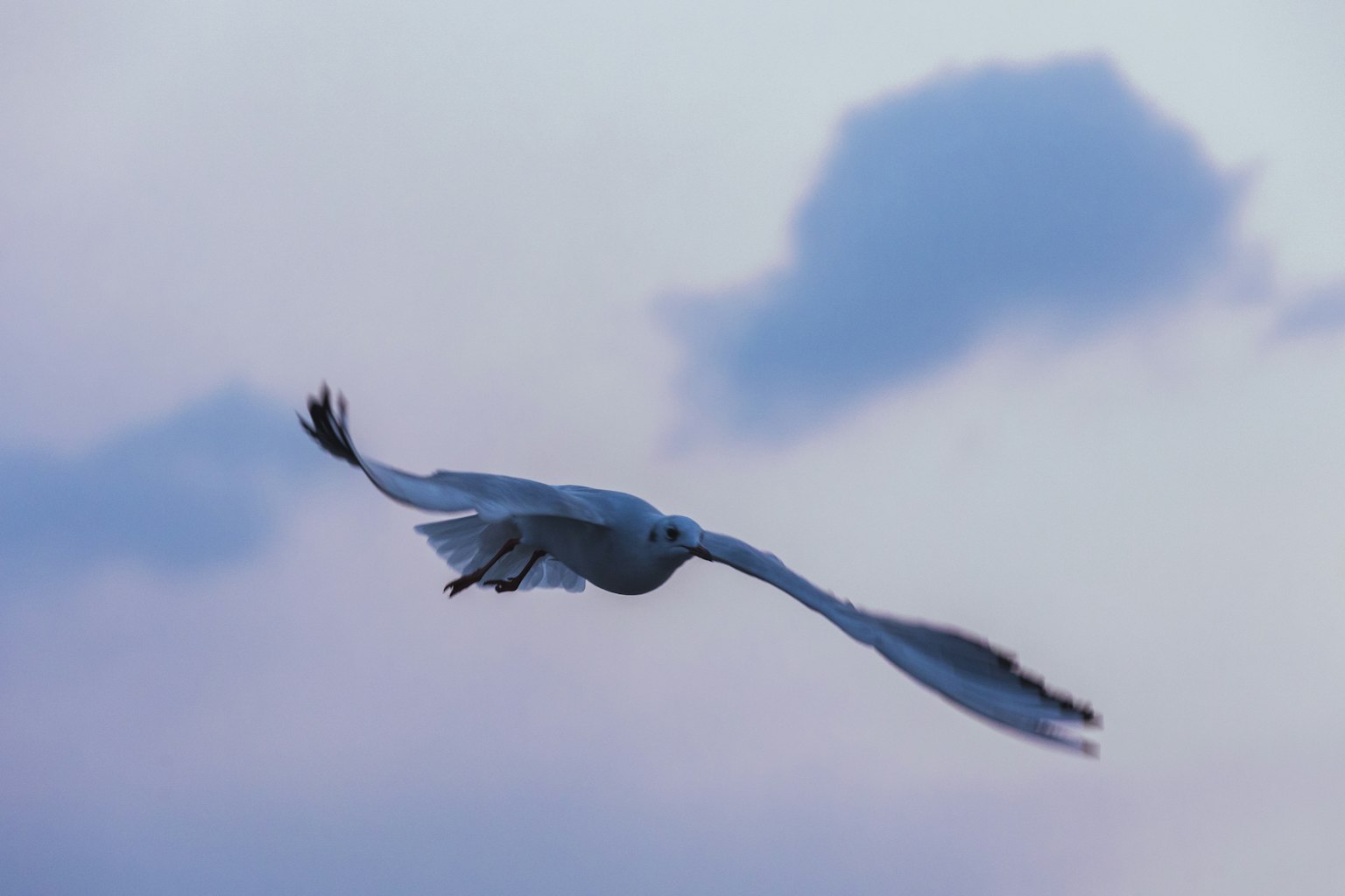 A graceful white bird flying against a blue sky with clouds