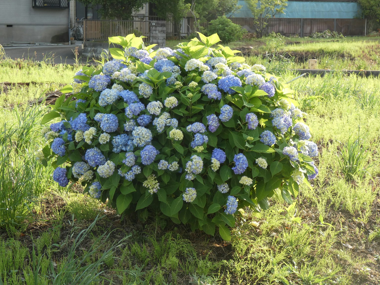 A large hydrangea bush with blue and white flowers in a green field
