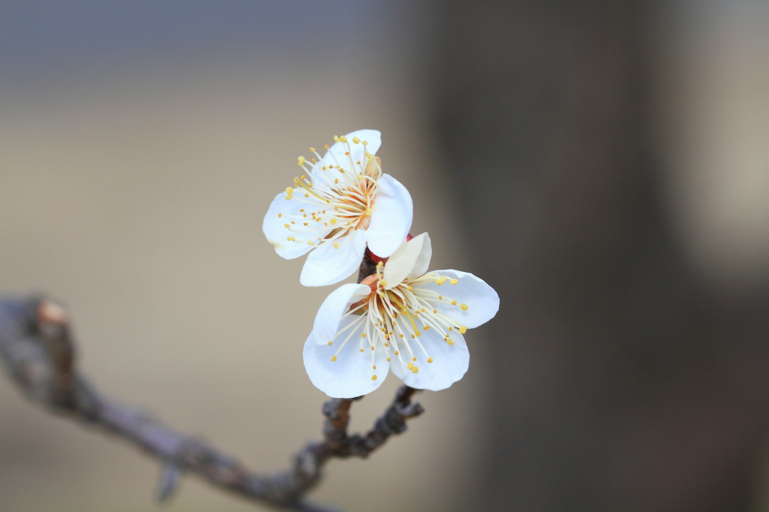 白花的樹枝特寫