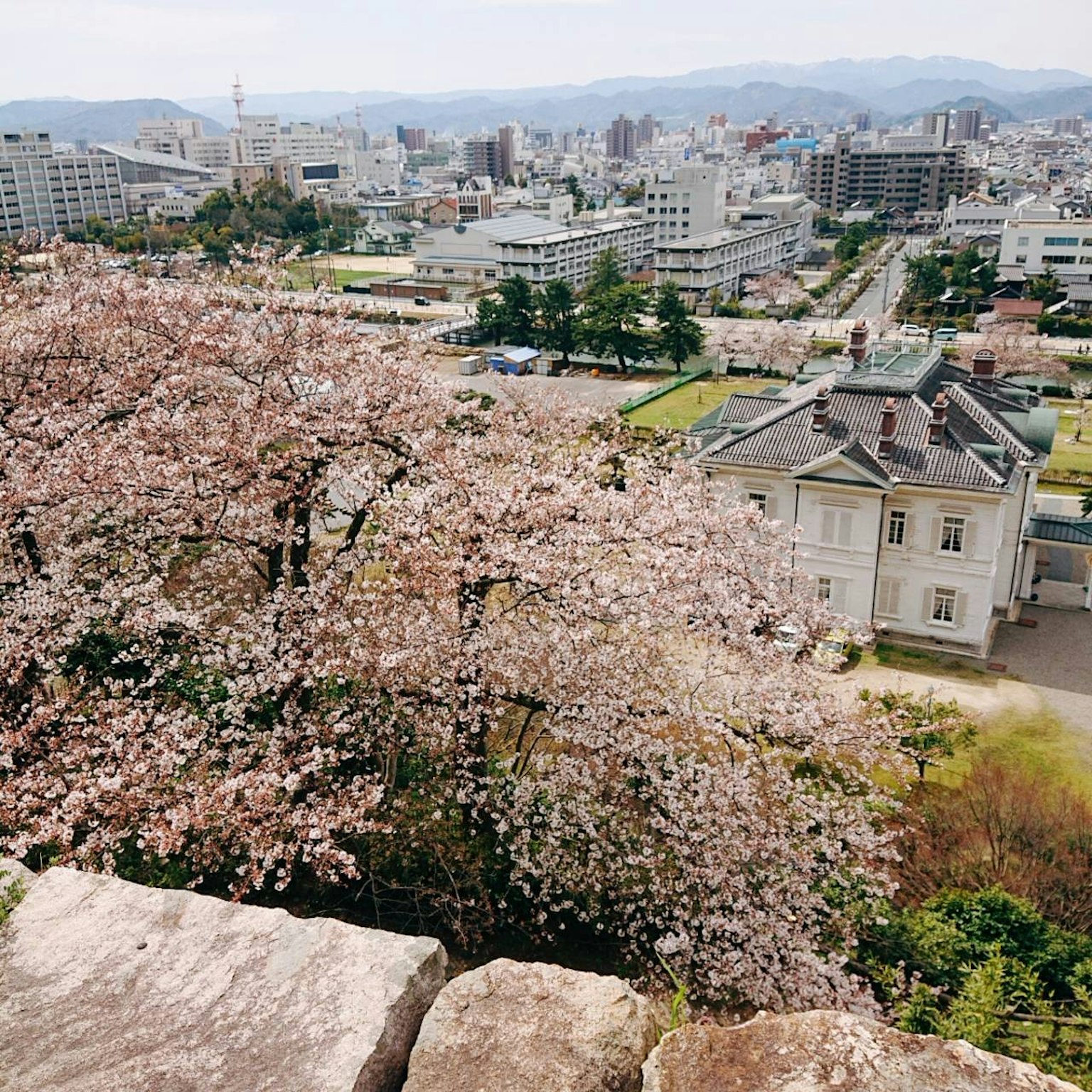 Fiori di ciliegio in fiore con una vista panoramica sulla città
