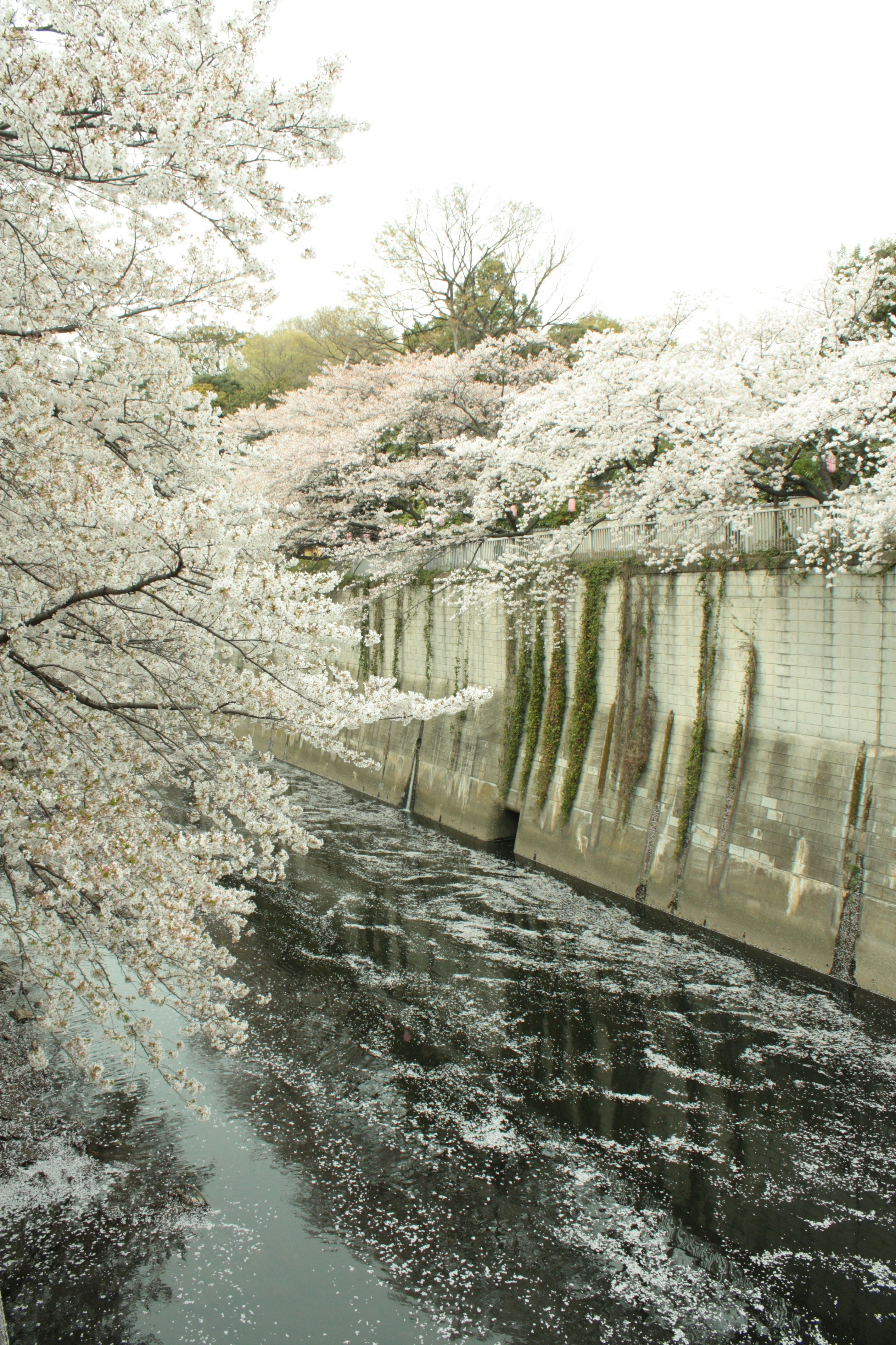 桜の並木と川沿いの水面に映る花びらの風景