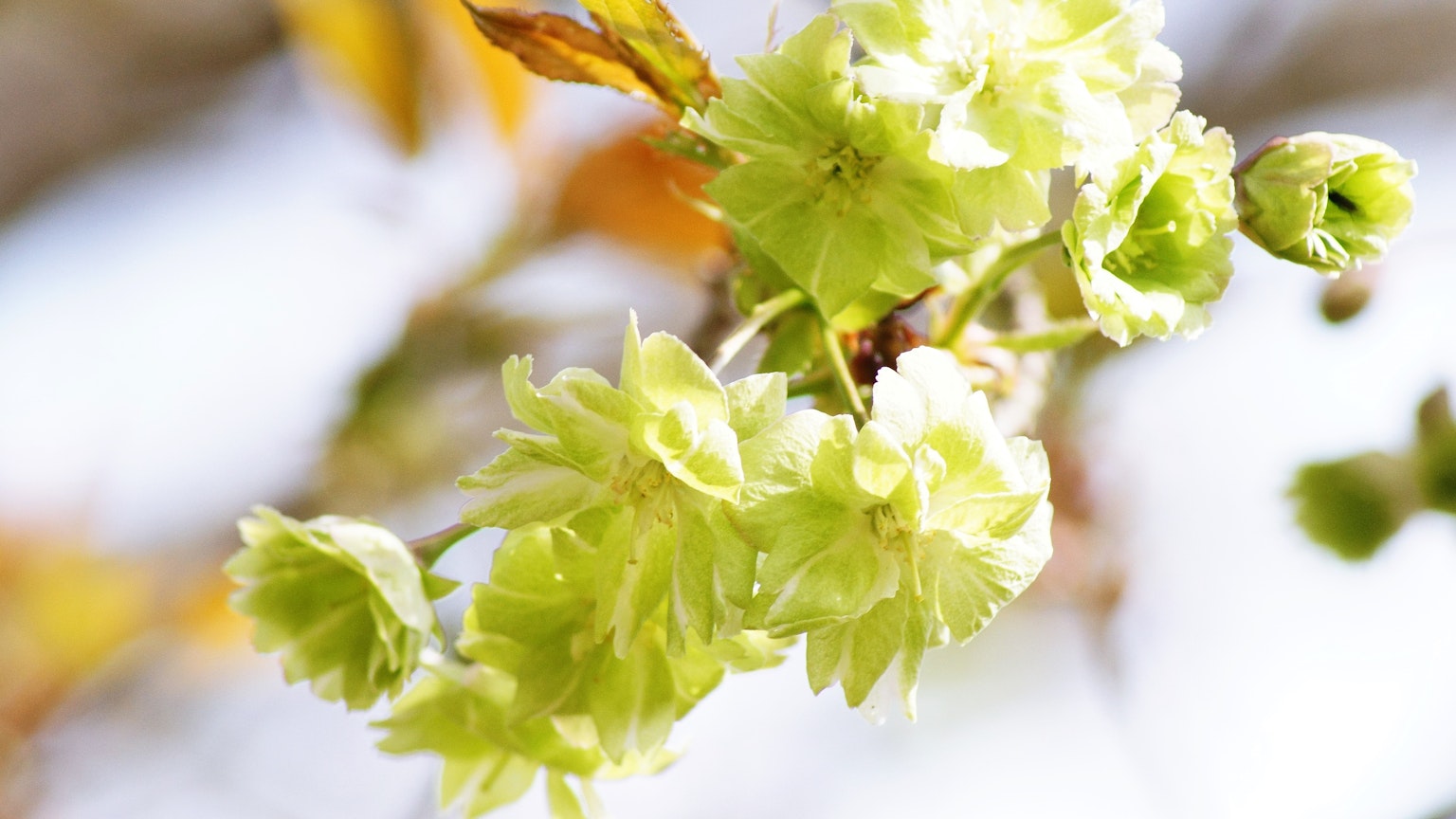 Gros plan sur une branche avec des fleurs vert clair en fleurs