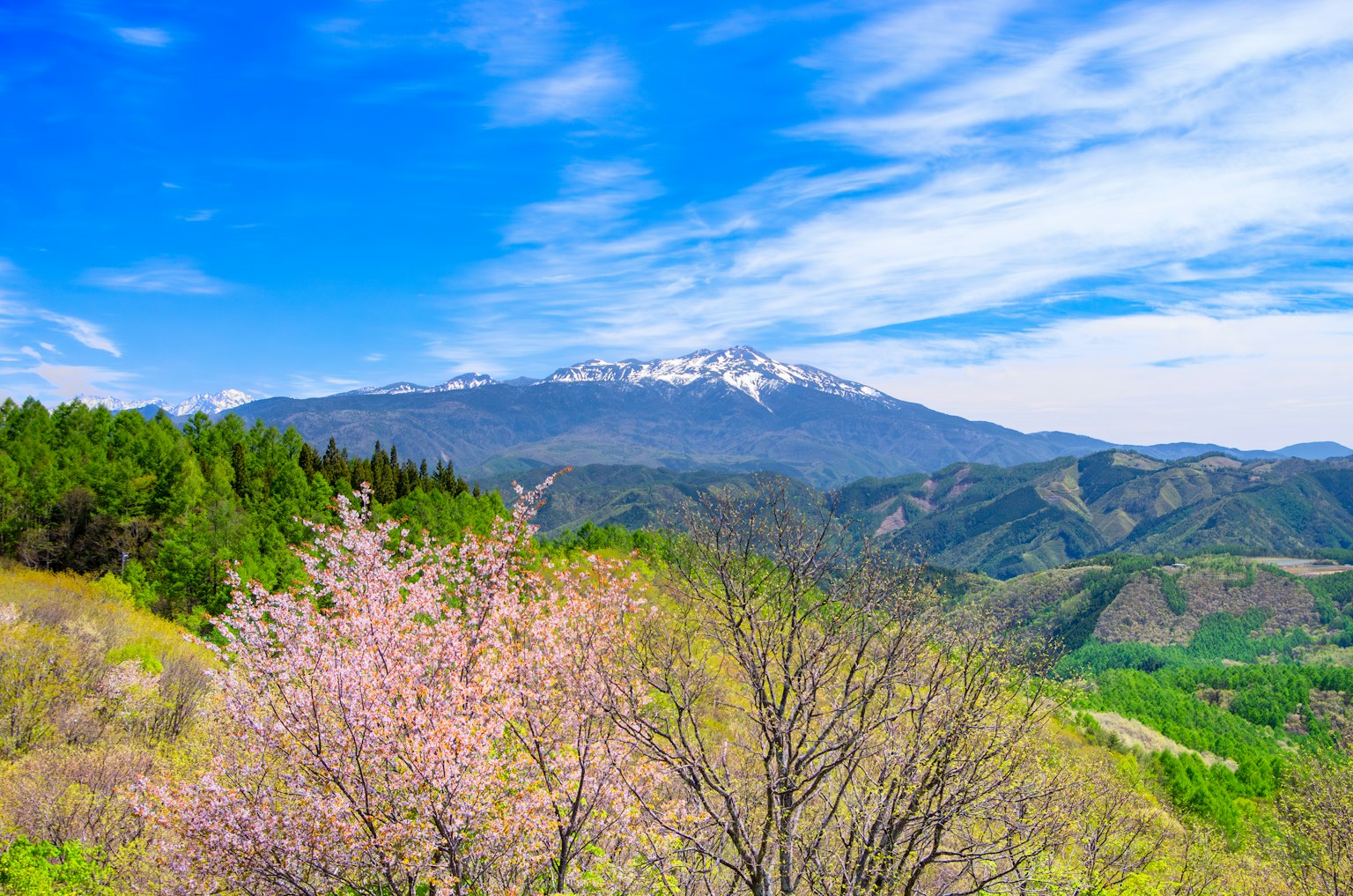 Scenic view featuring cherry blossom trees and snow-capped mountains under a blue sky