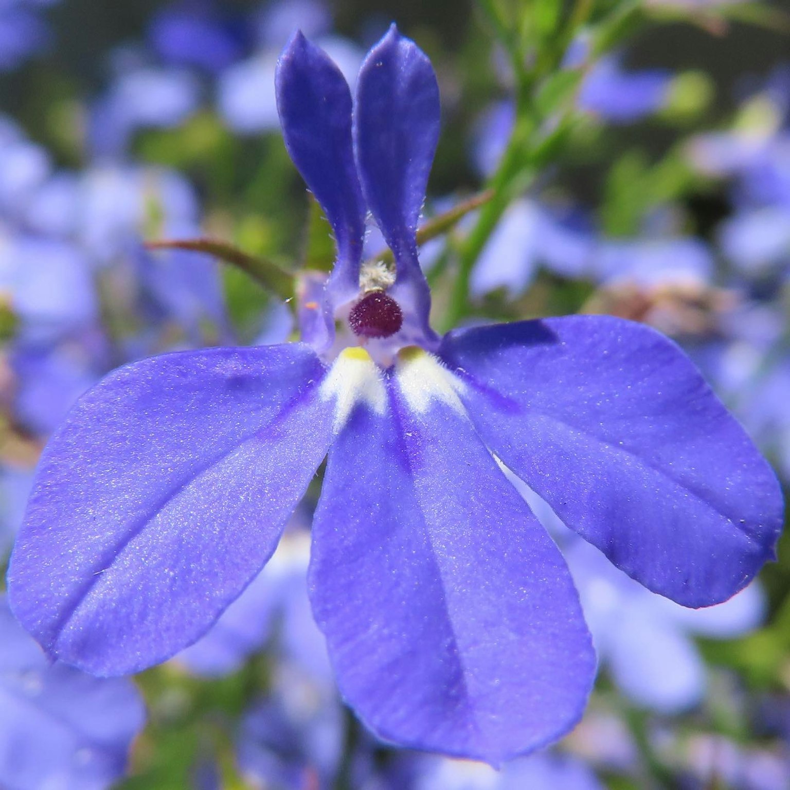 Primo piano di un bellissimo fiore con petali viola