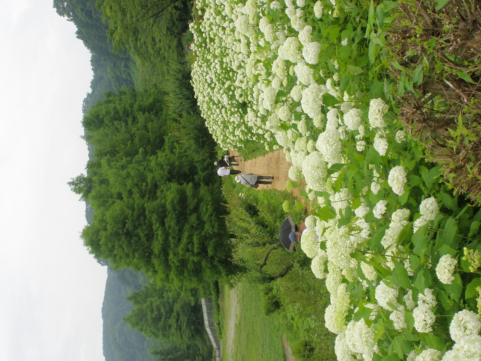 Personas caminando por un camino bordeado de flores blancas y un paisaje verde