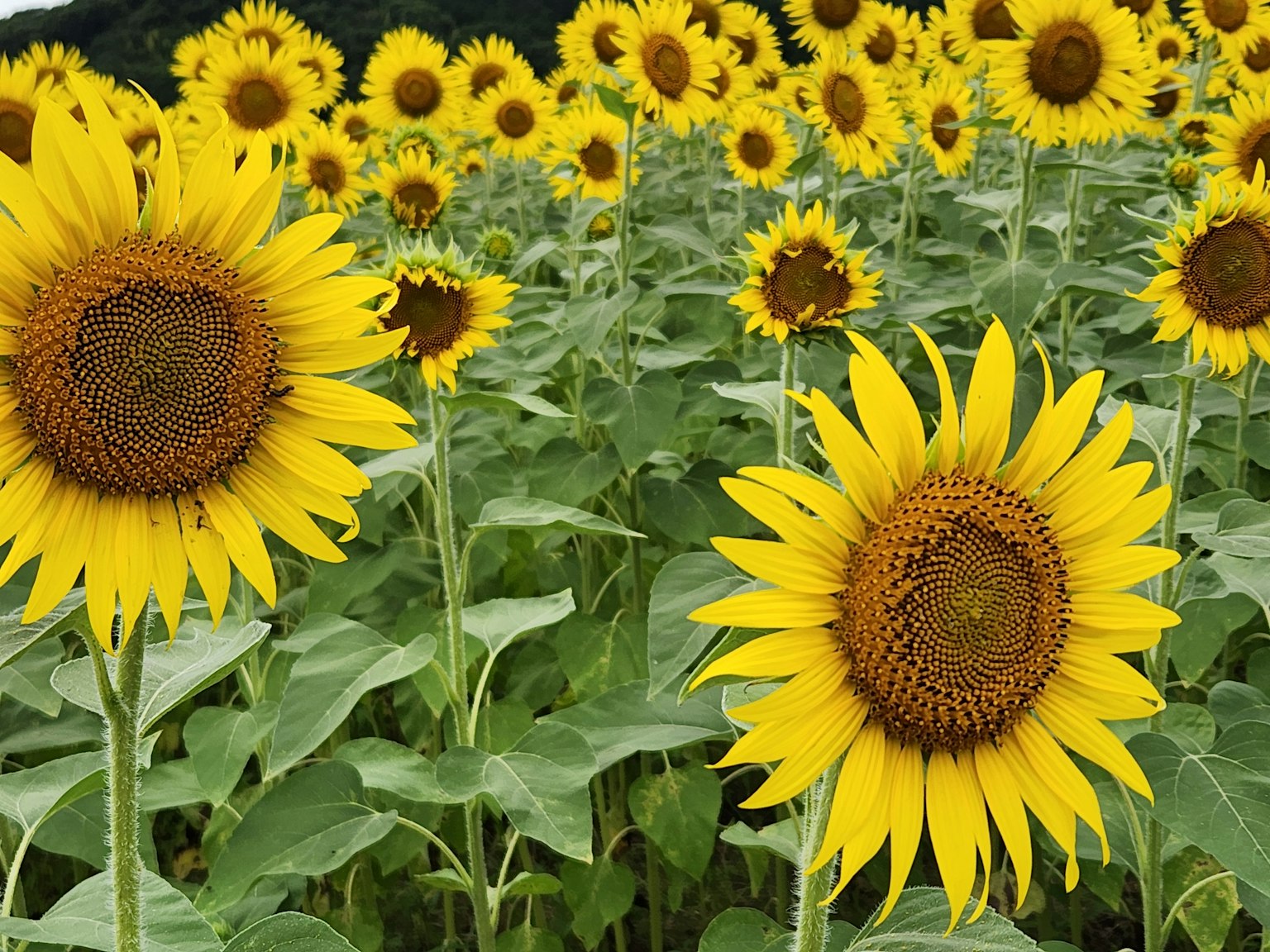 Feld von Sonnenblumen in voller Blüte mit leuchtend gelben Blütenblättern und grünen Blättern