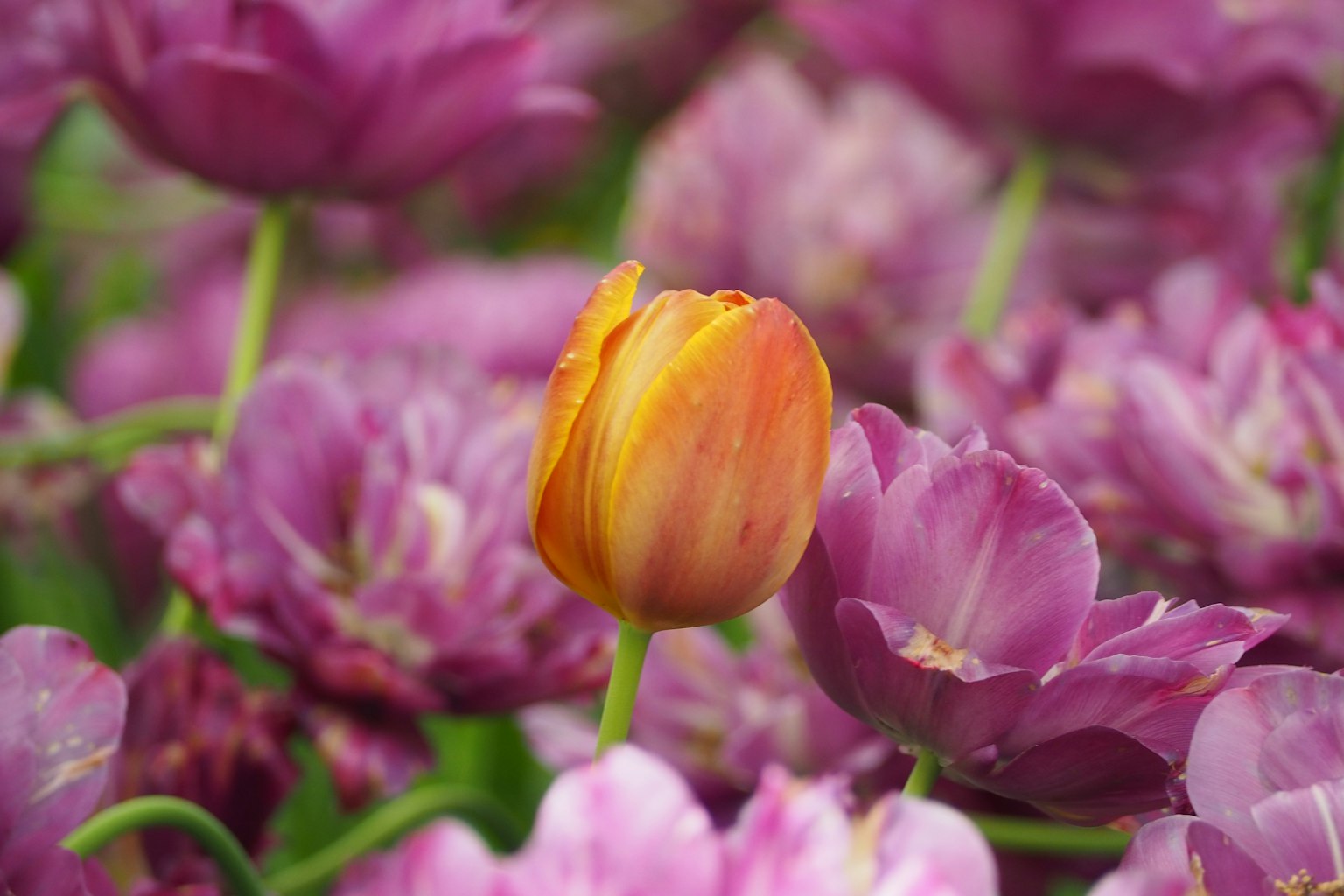 Tulip oranye dikelilingi oleh tulip ungu