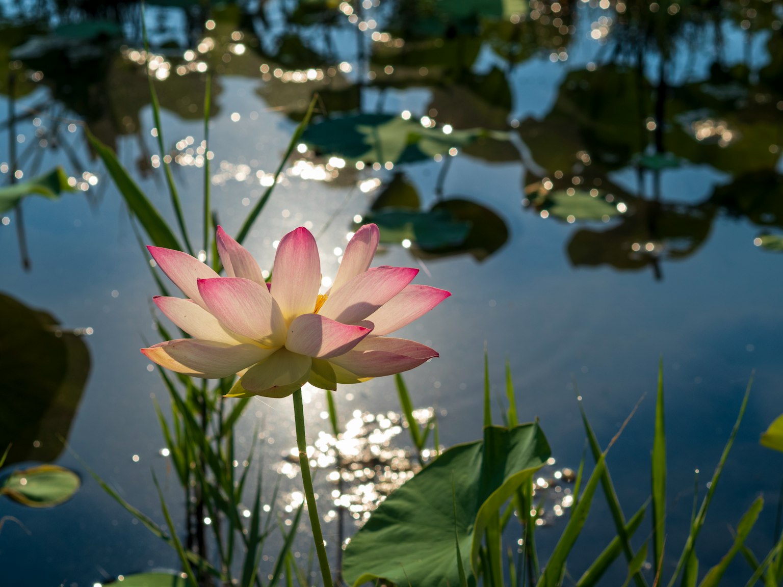 Une belle fleur de lotus flottant à la surface de l'eau