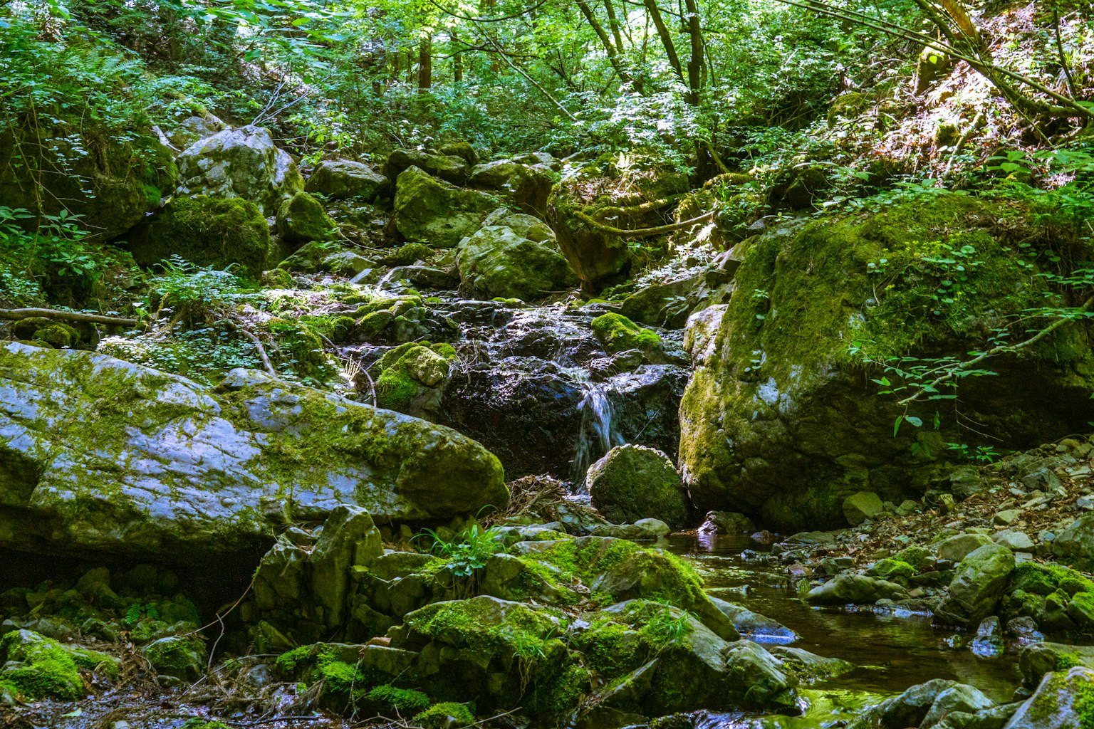 Paisaje natural con un arroyo fluyendo sobre rocas cubiertas de musgo y rodeado de vegetación