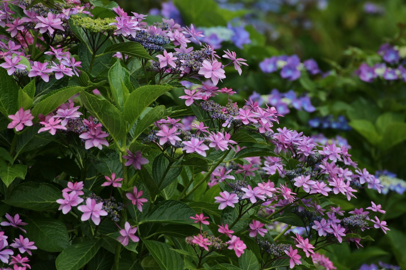 Nahaufnahme von rosa Blumen umgeben von üppigem grünem Laub mit blauen Blumen im Hintergrund