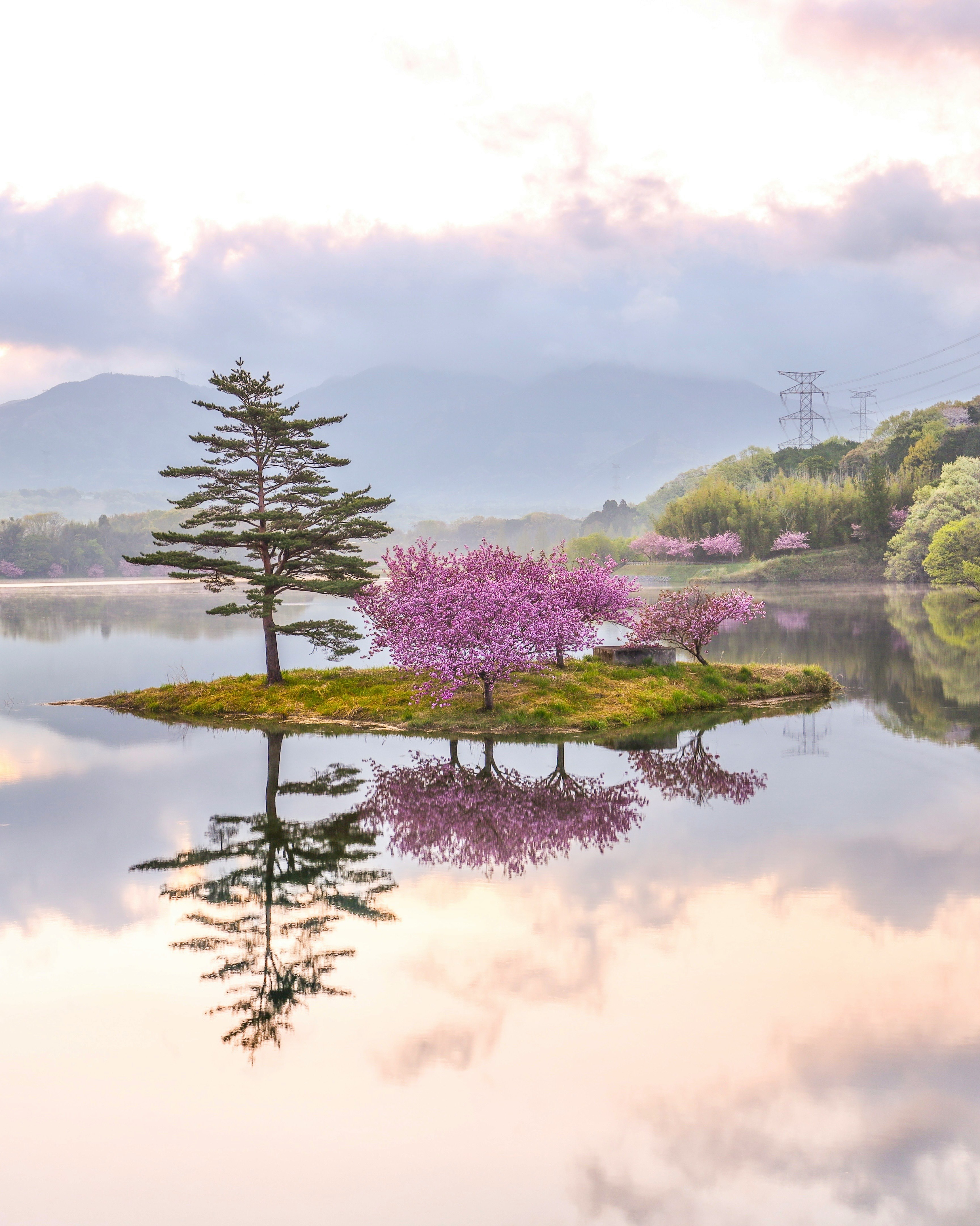 滋賀県の日野川ダム湖畔に咲く八重桜と水面の鏡映