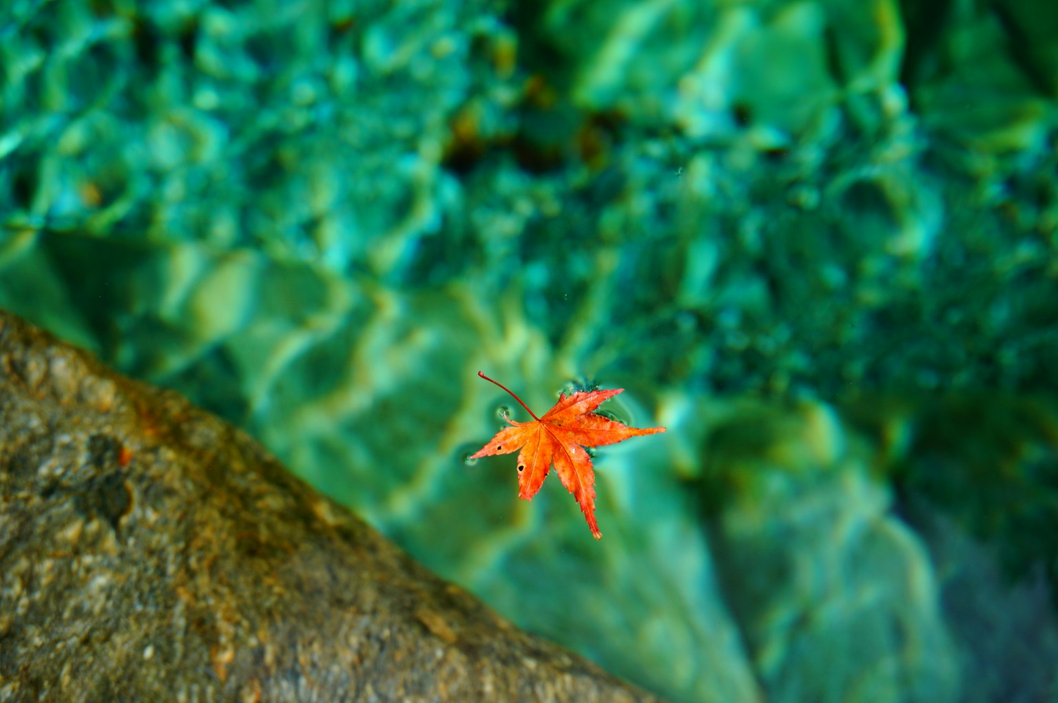 Feuille d'érable rouge flottant sur une surface d'eau verte