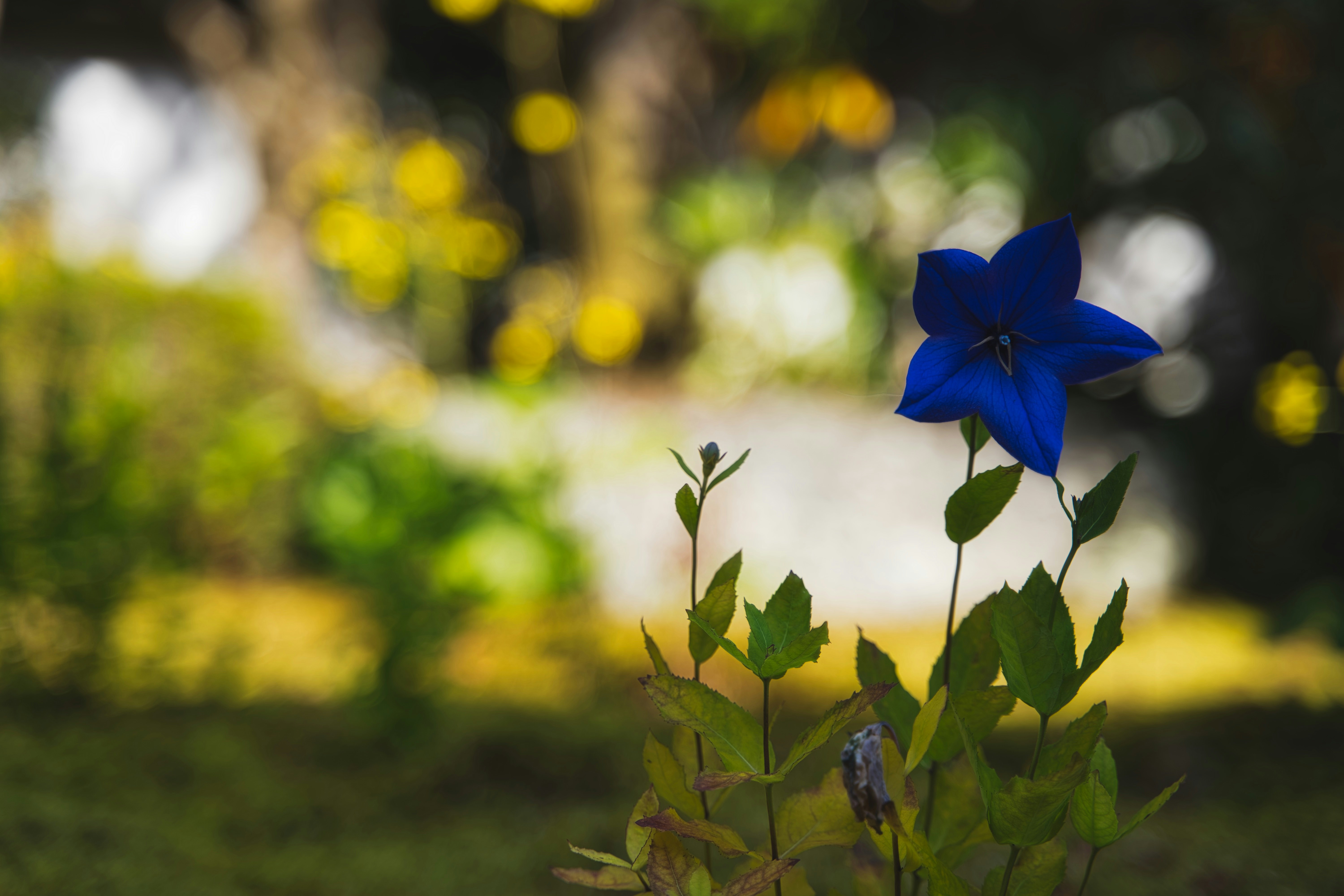 青い花と緑の葉が咲く庭の風景