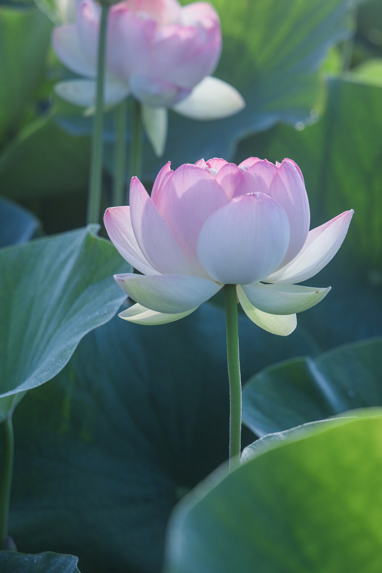 A beautiful lotus flower surrounded by green leaves