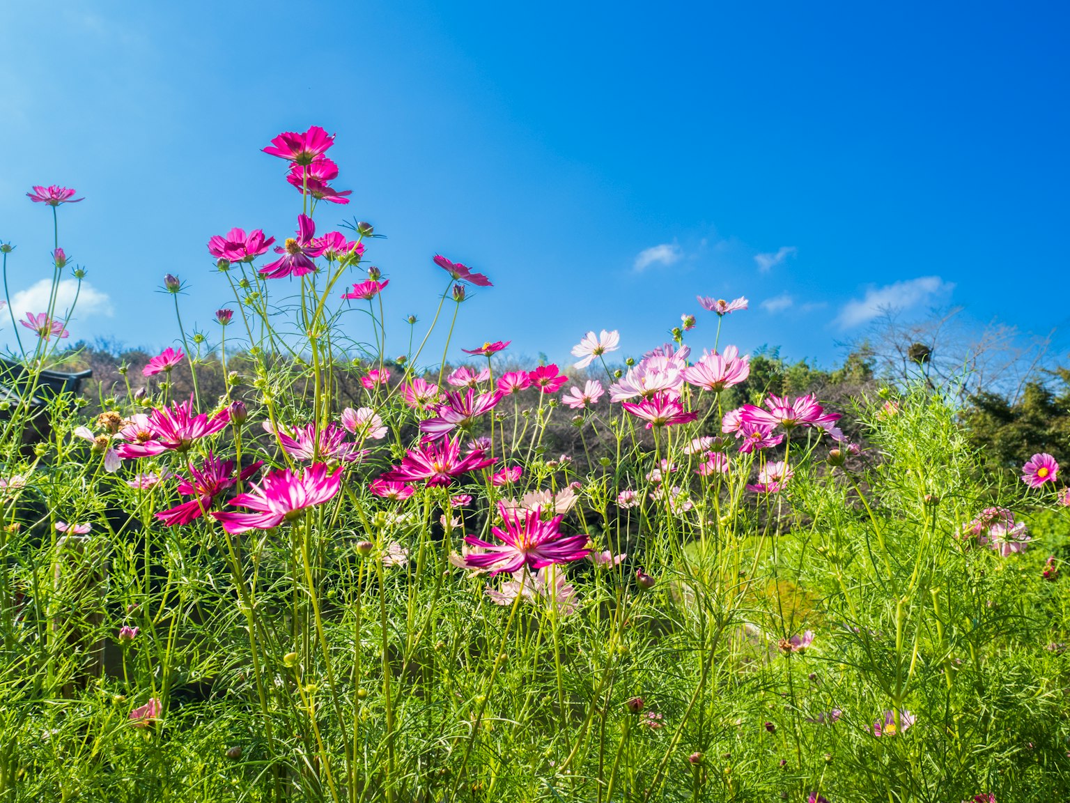 Bunte Kosmosblumen blühen unter einem klaren blauen Himmel