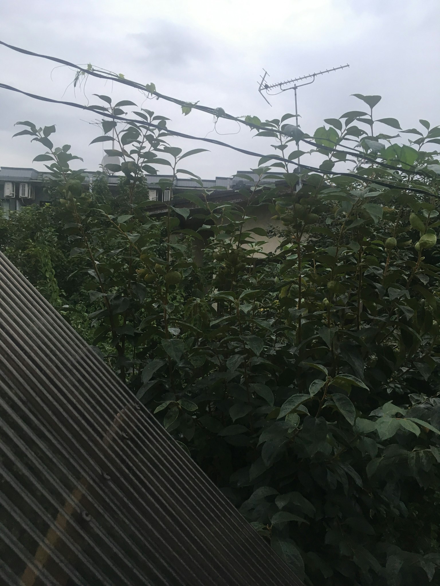 Una vista de vegetación exuberante y parte de un edificio bajo un cielo nublado