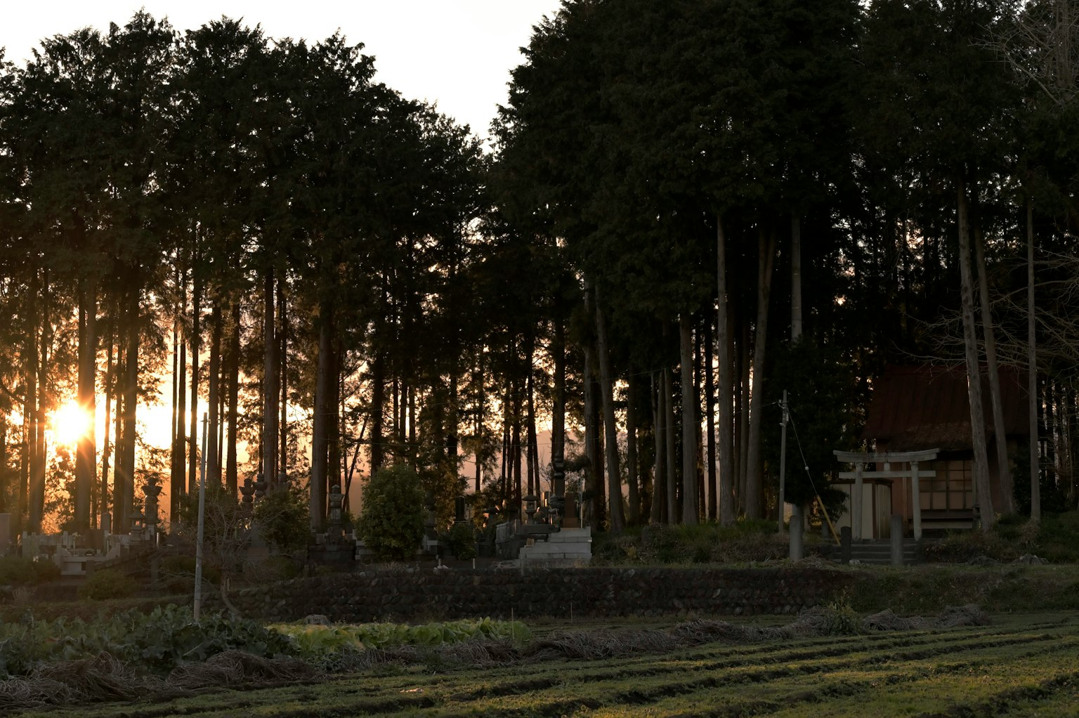 Torii-Tor bei einem Schrein zwischen Bäumen bei Sonnenuntergang
