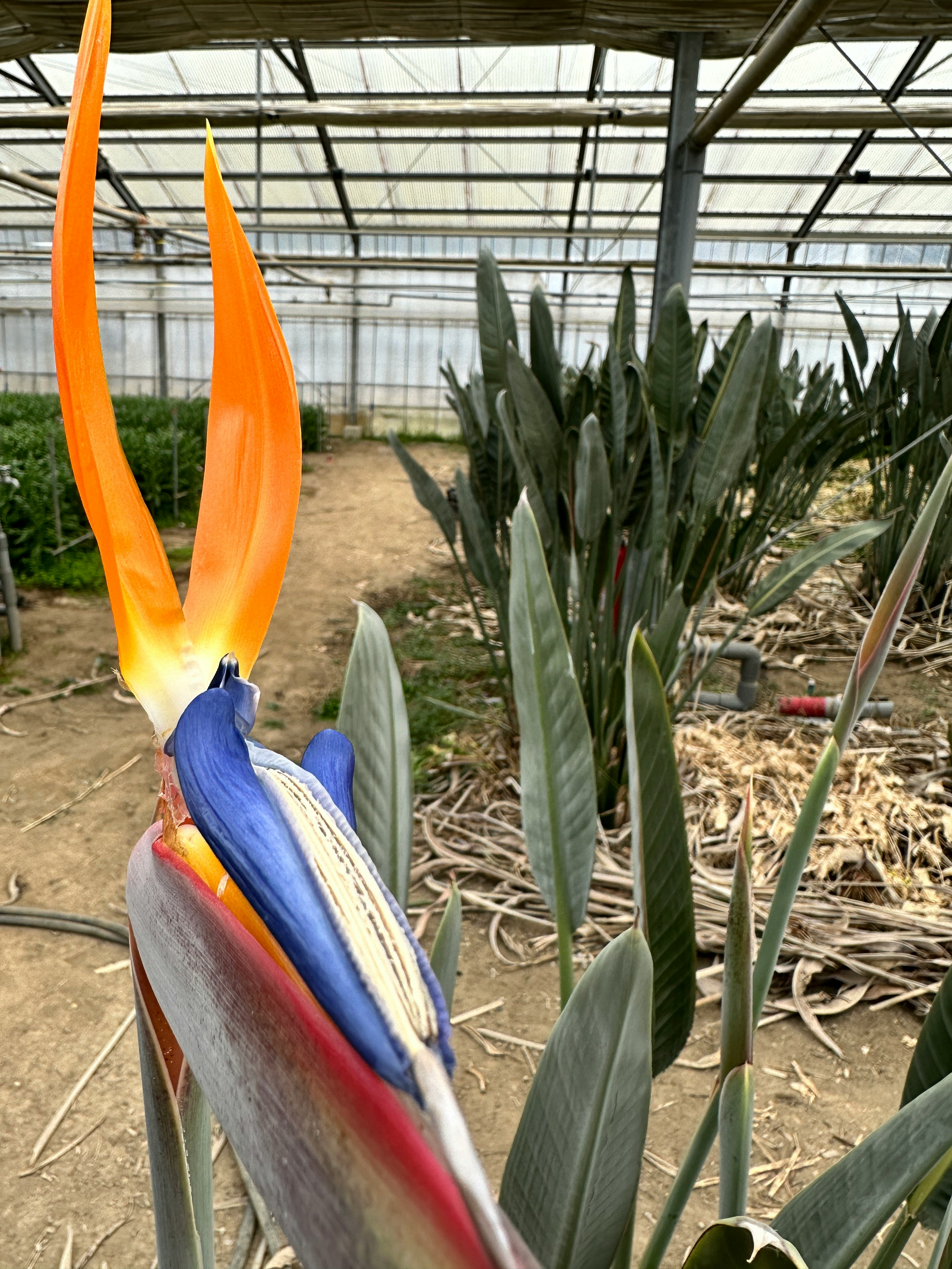 Agave flower stalks and potted plants in a greenhouse