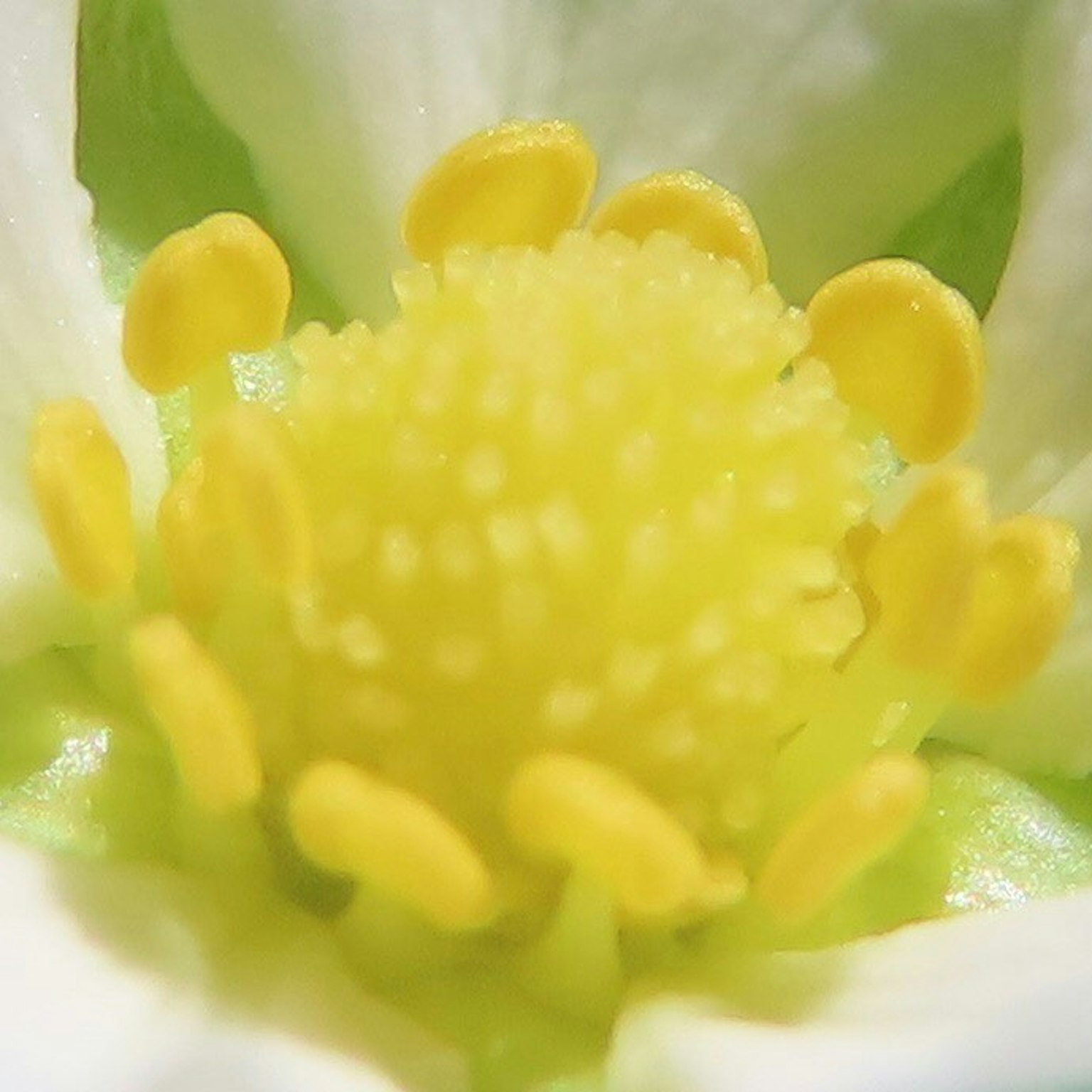 花朵中心的特写，黄色的雄蕊和雌蕊