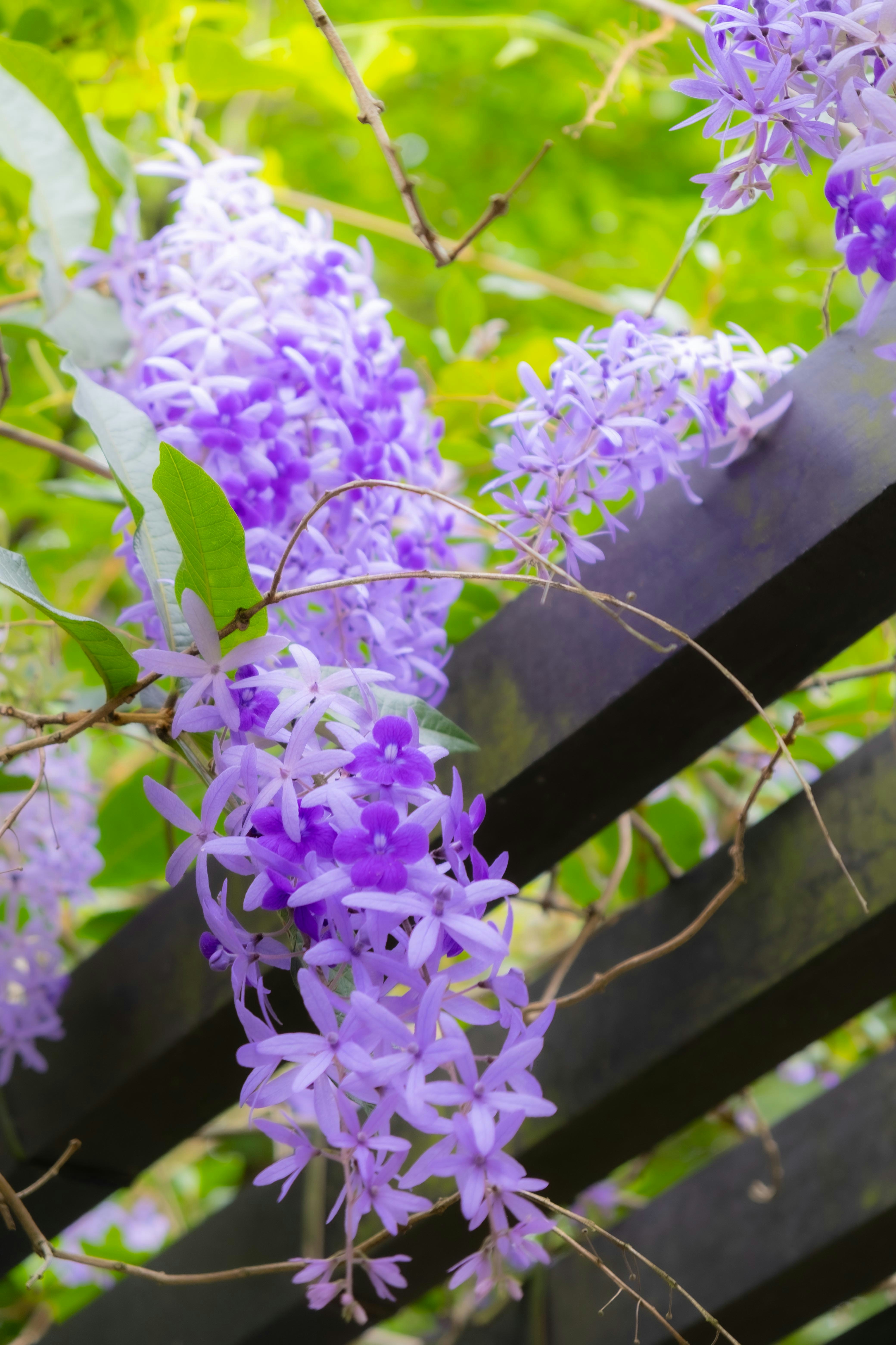 大安森林公園の藤の花が咲く木柵の近景