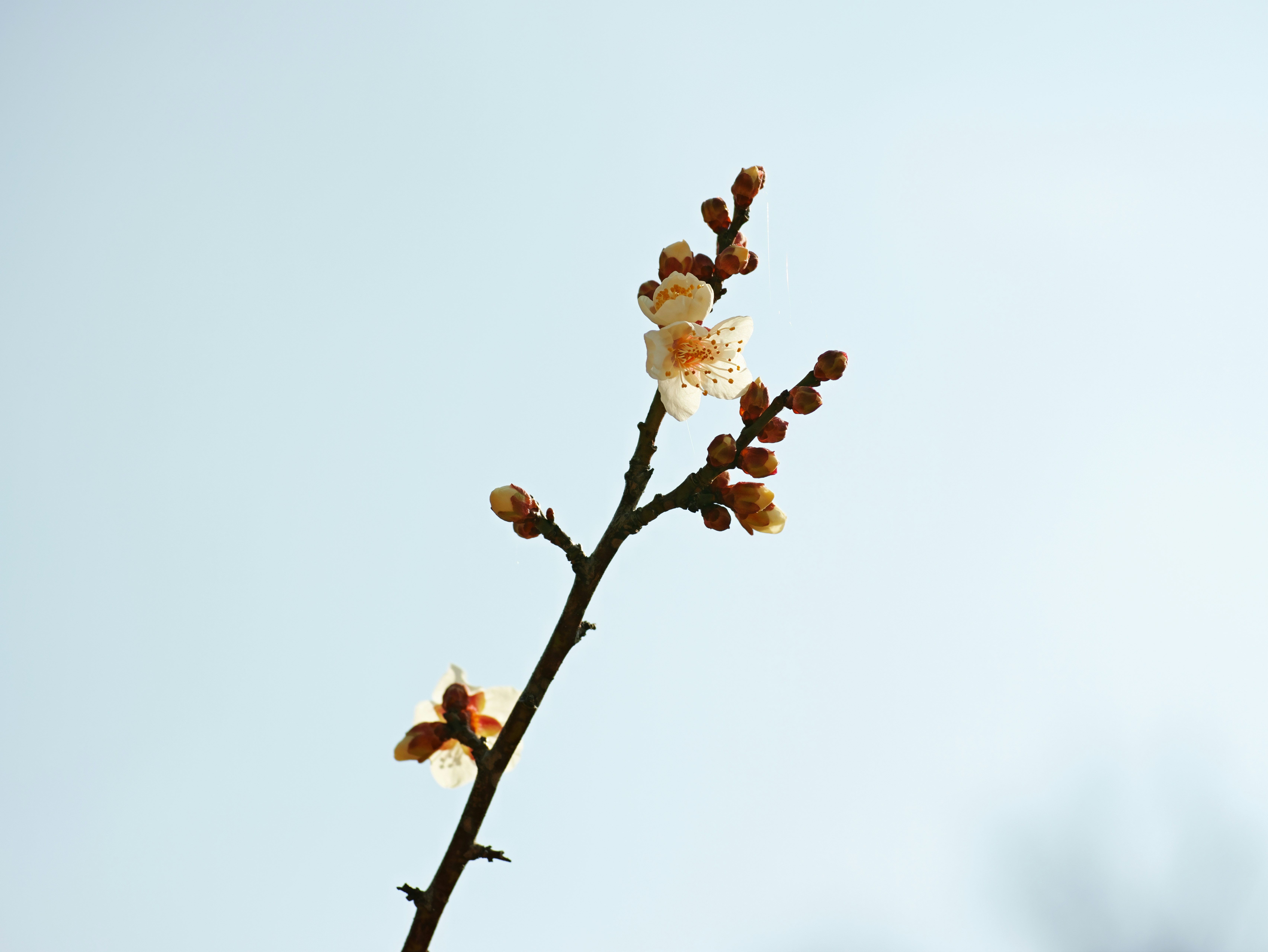 藍天背景下開花的枝條