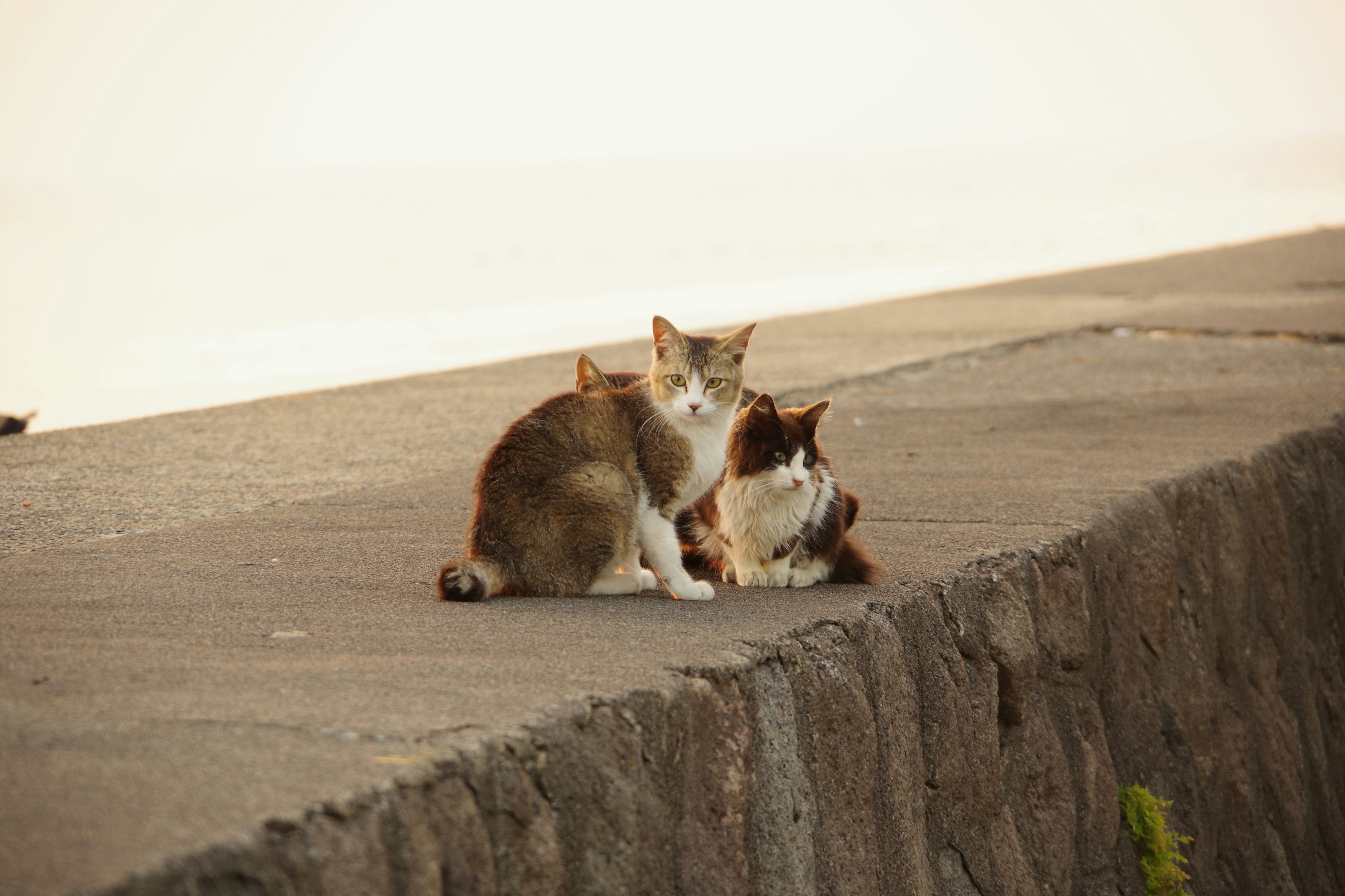 deux chats blottis sur une plage de sable