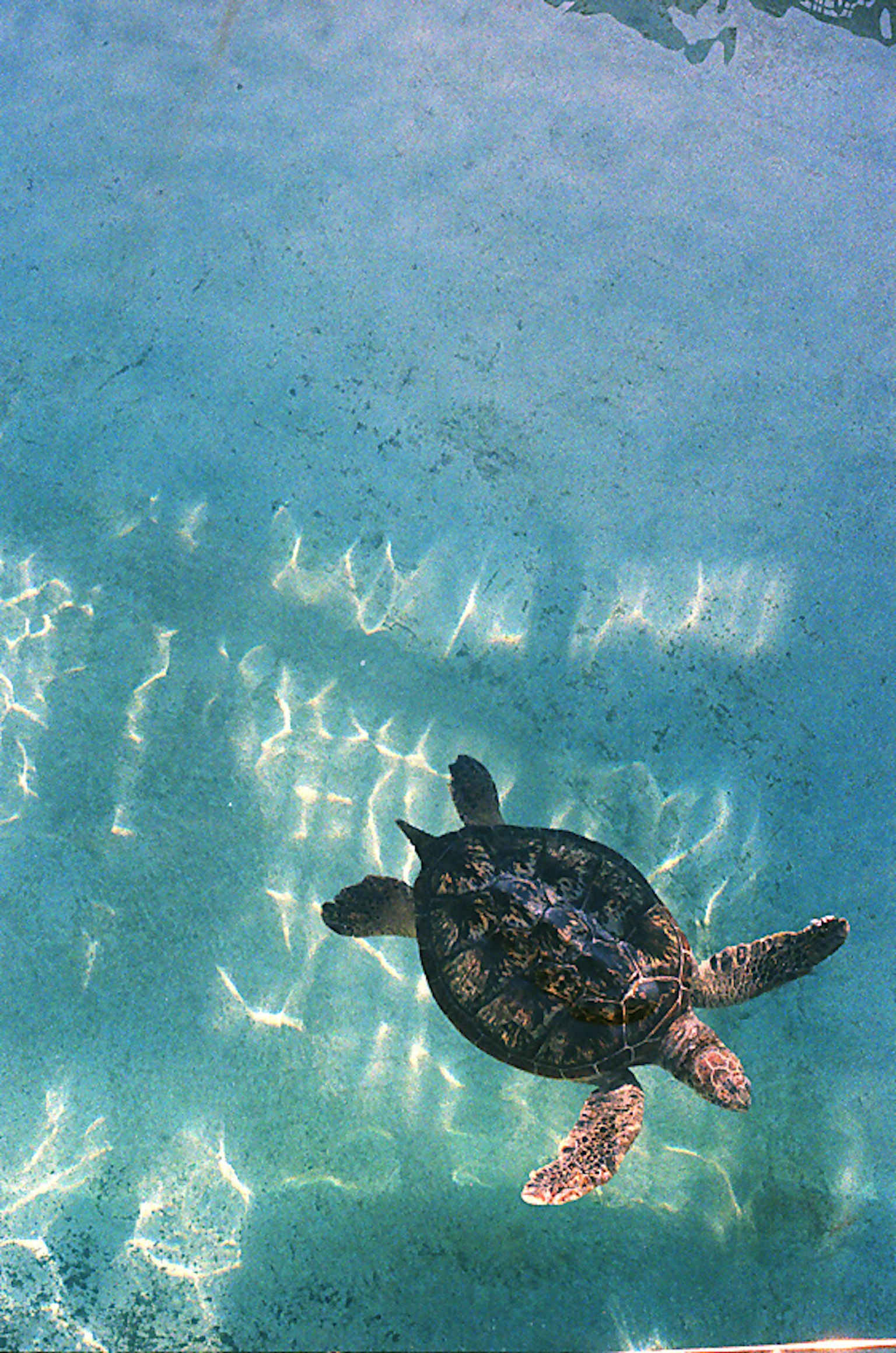 從上方看到的在清澈藍色水中游泳的海龜