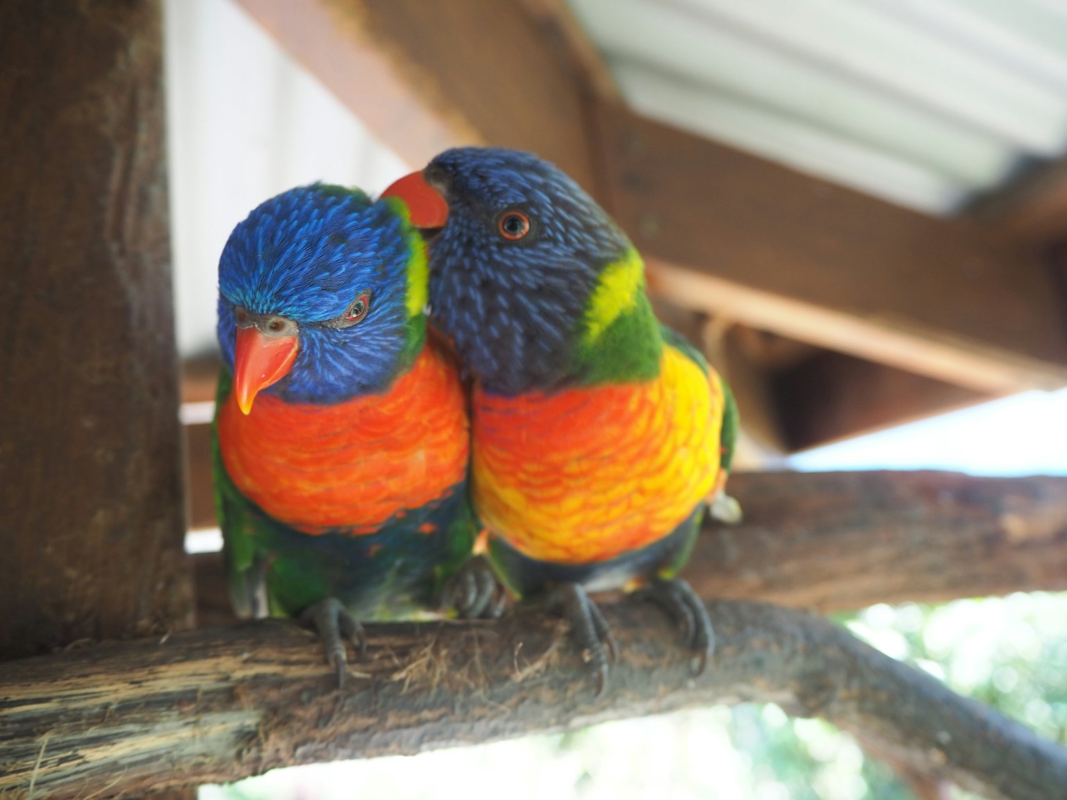 Two colorful lorikeets cuddling on a branch