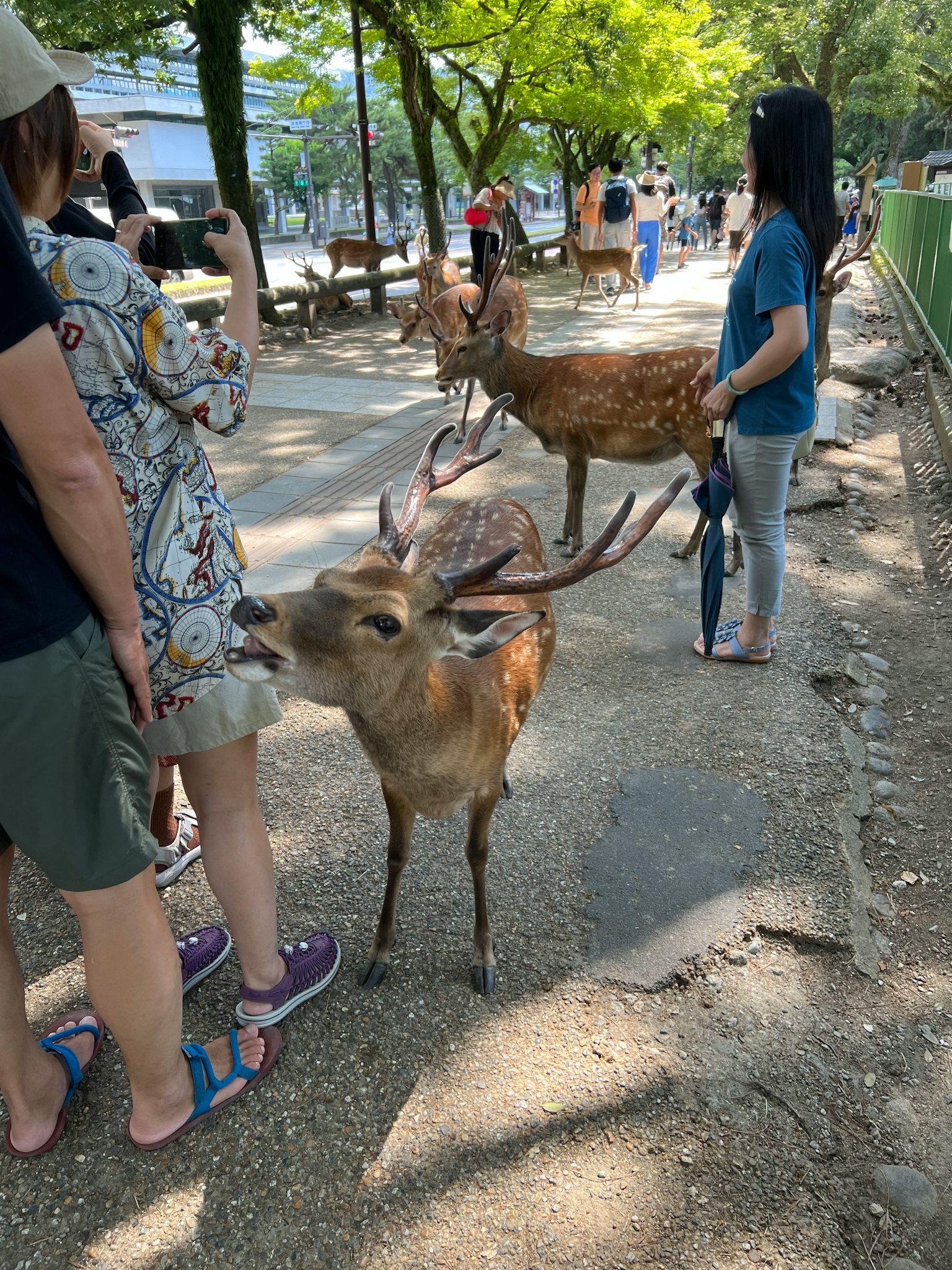 Groupe de cerfs interagissant avec des personnes dans un parc entouré de verdure
