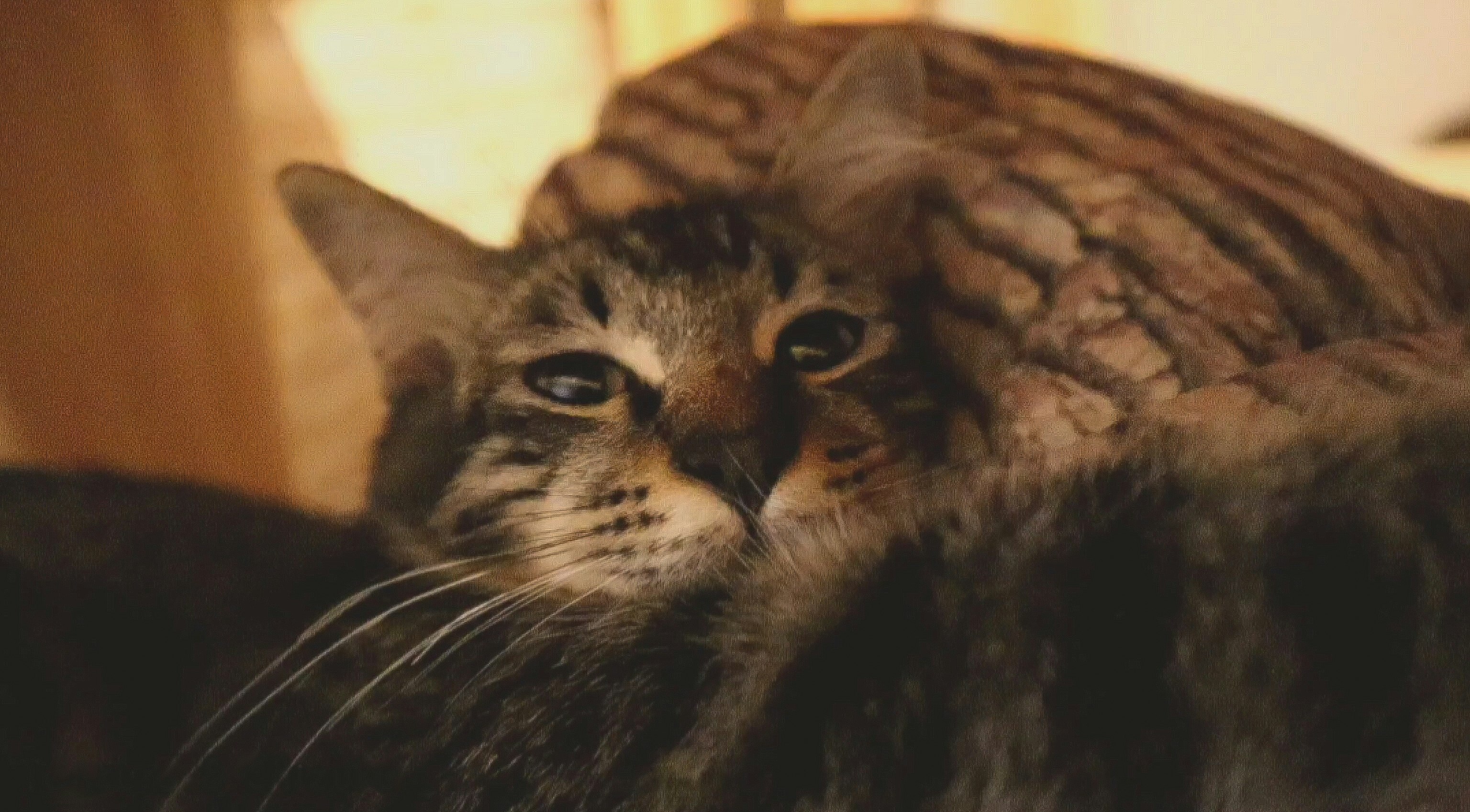 kucing tidur meringkuk di atas selimut