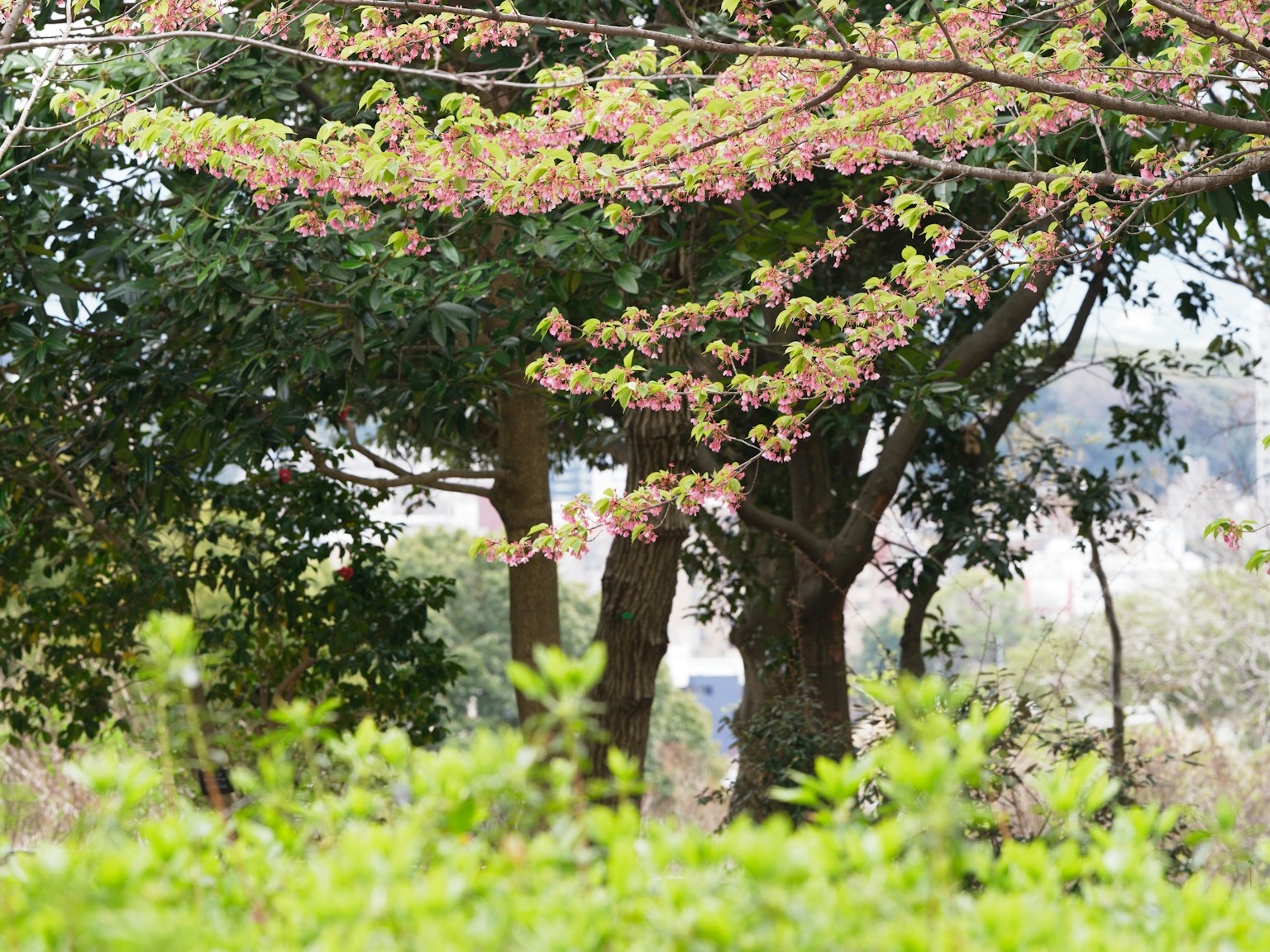 Paysage avec des arbres aux feuilles vertes et fleurs roses