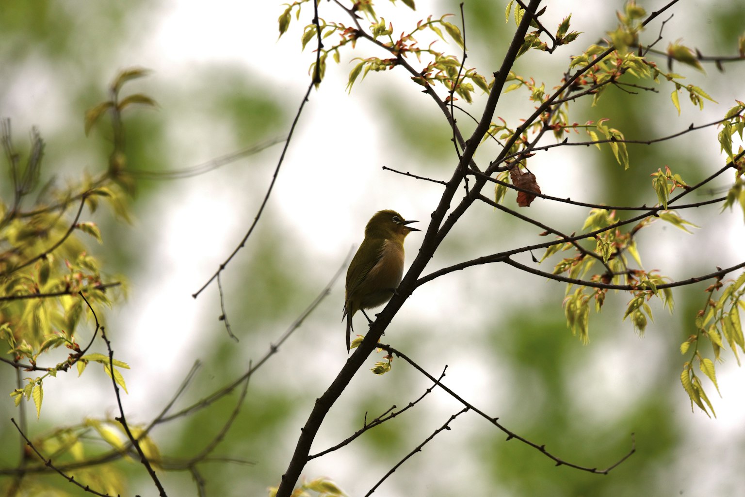 A small bird perched on a branch with fresh green leaves