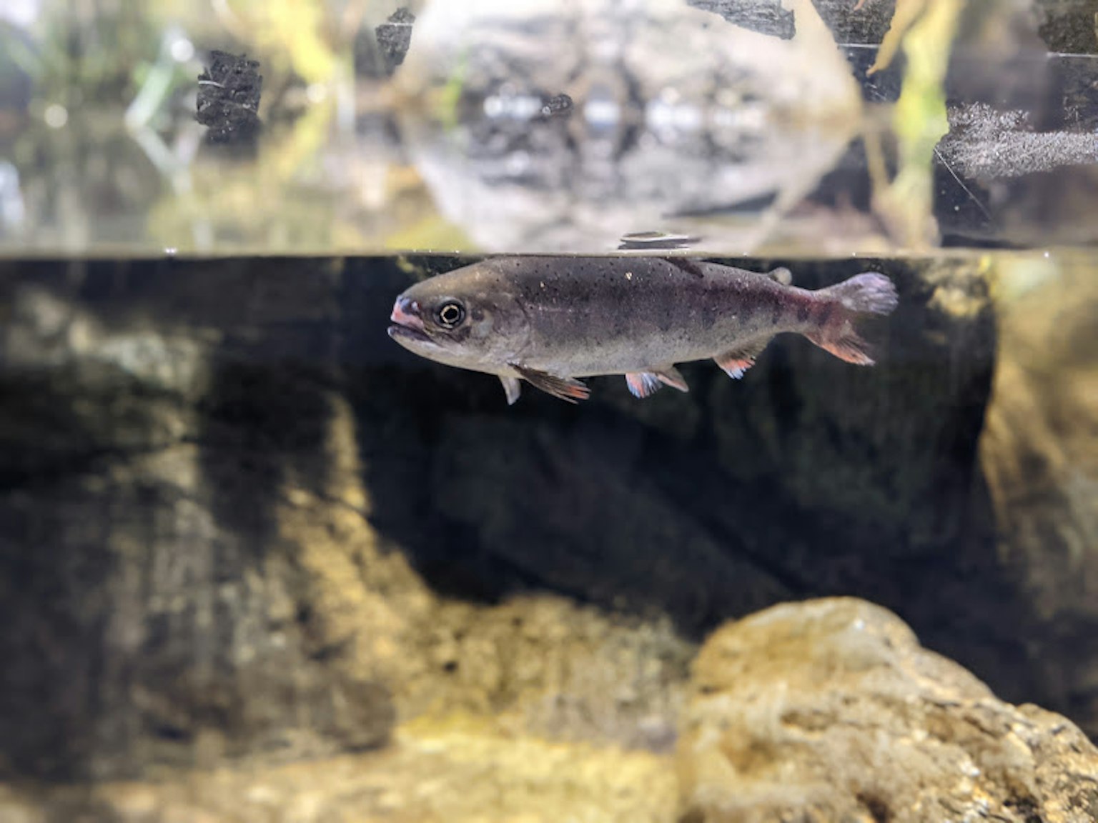 Fish swimming under water with surface reflection
