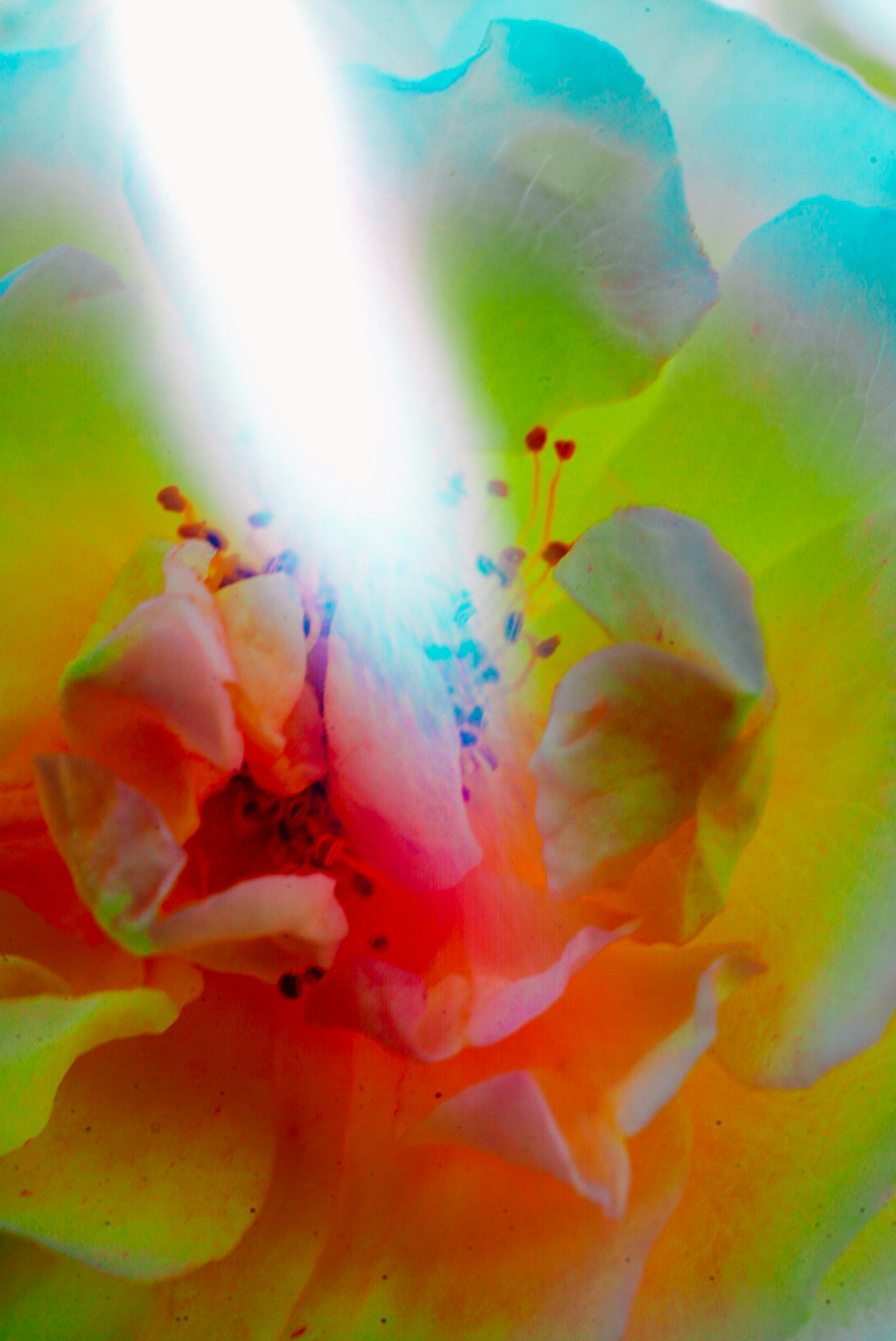 Close-up image of a flower with vibrant colored petals