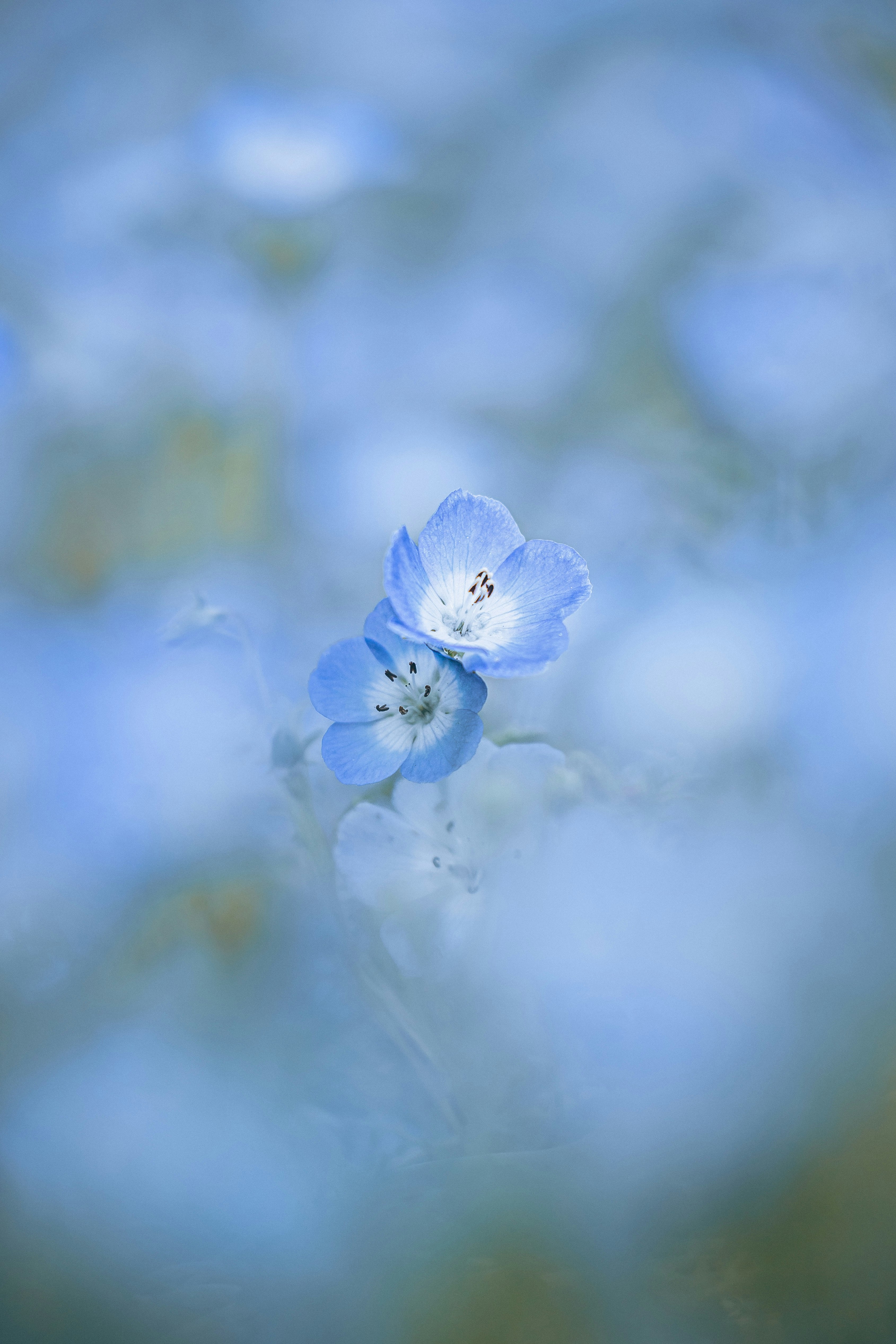 Fleurs de nemophila avec un arrière-plan floral bleu et onirique