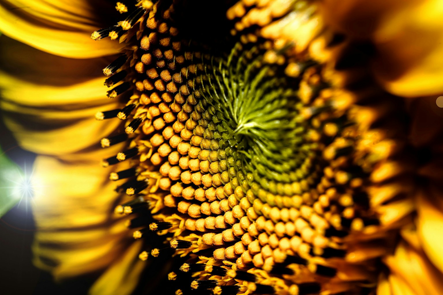 Nahaufnahme des Zentrums einer Sonnenblume mit gelben Blütenblättern und grünem Kern mit symmetrischen Mustern