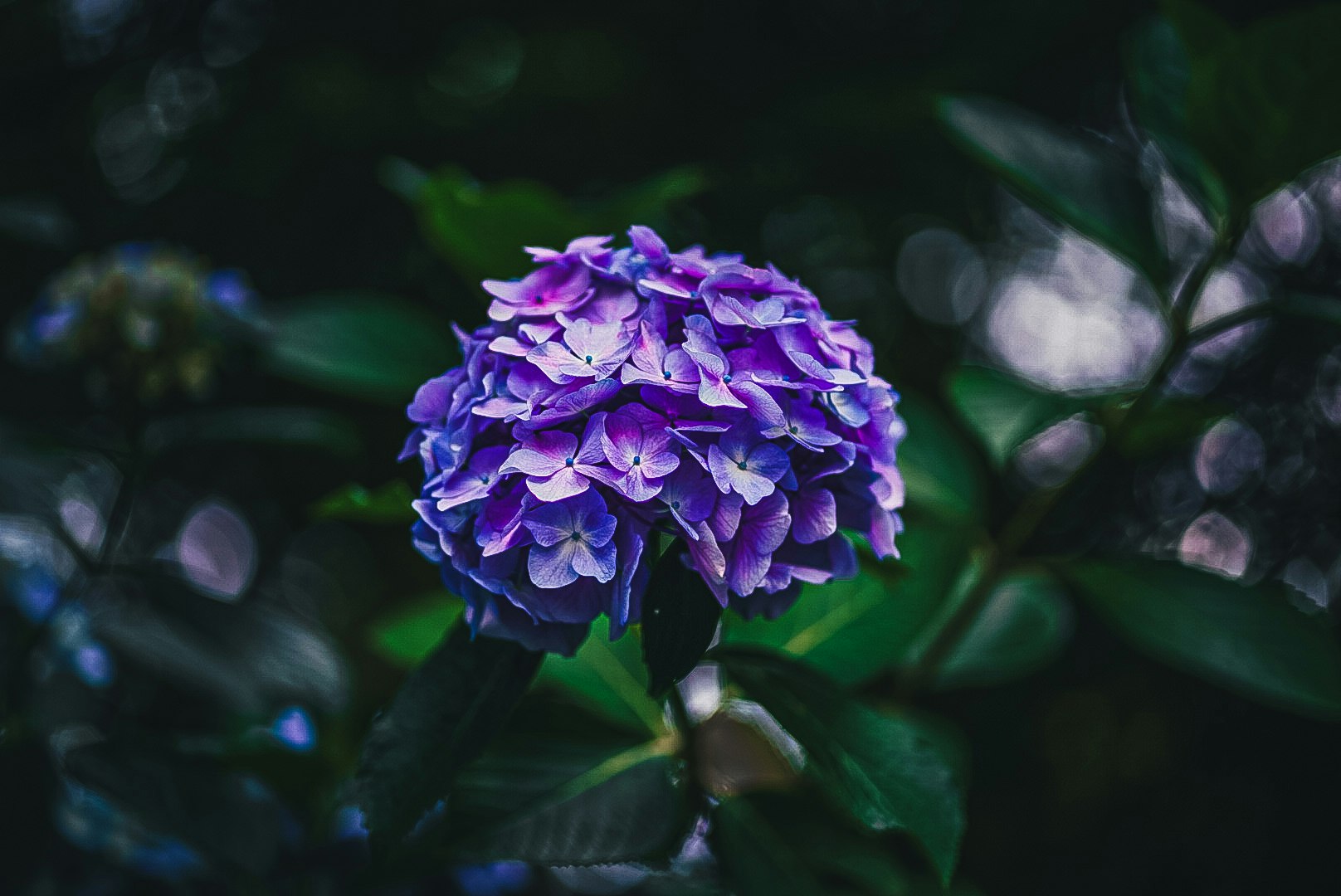 close-up bunga hydrangea ungu dan daun