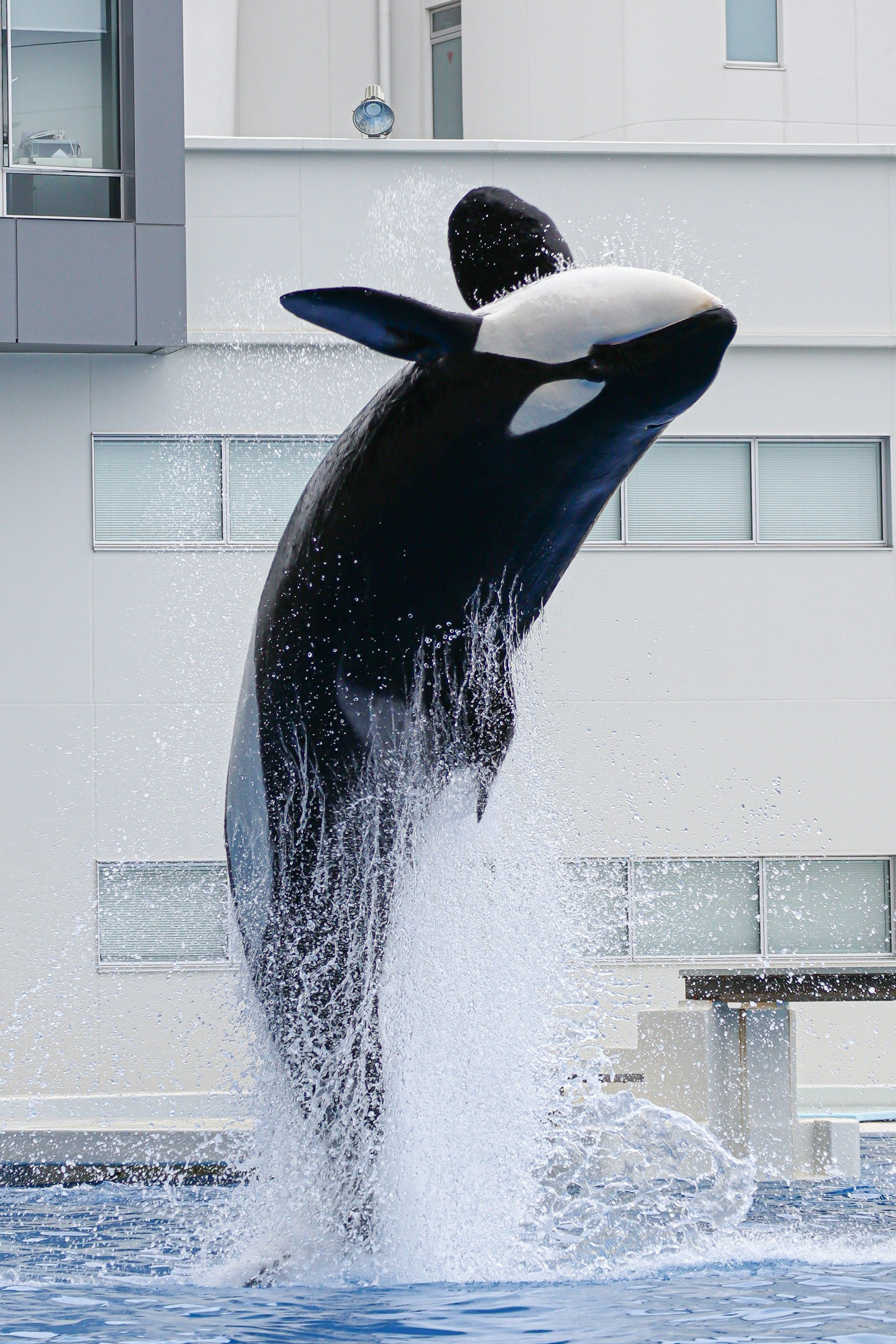 Orca breaching out of the water with a building in the background